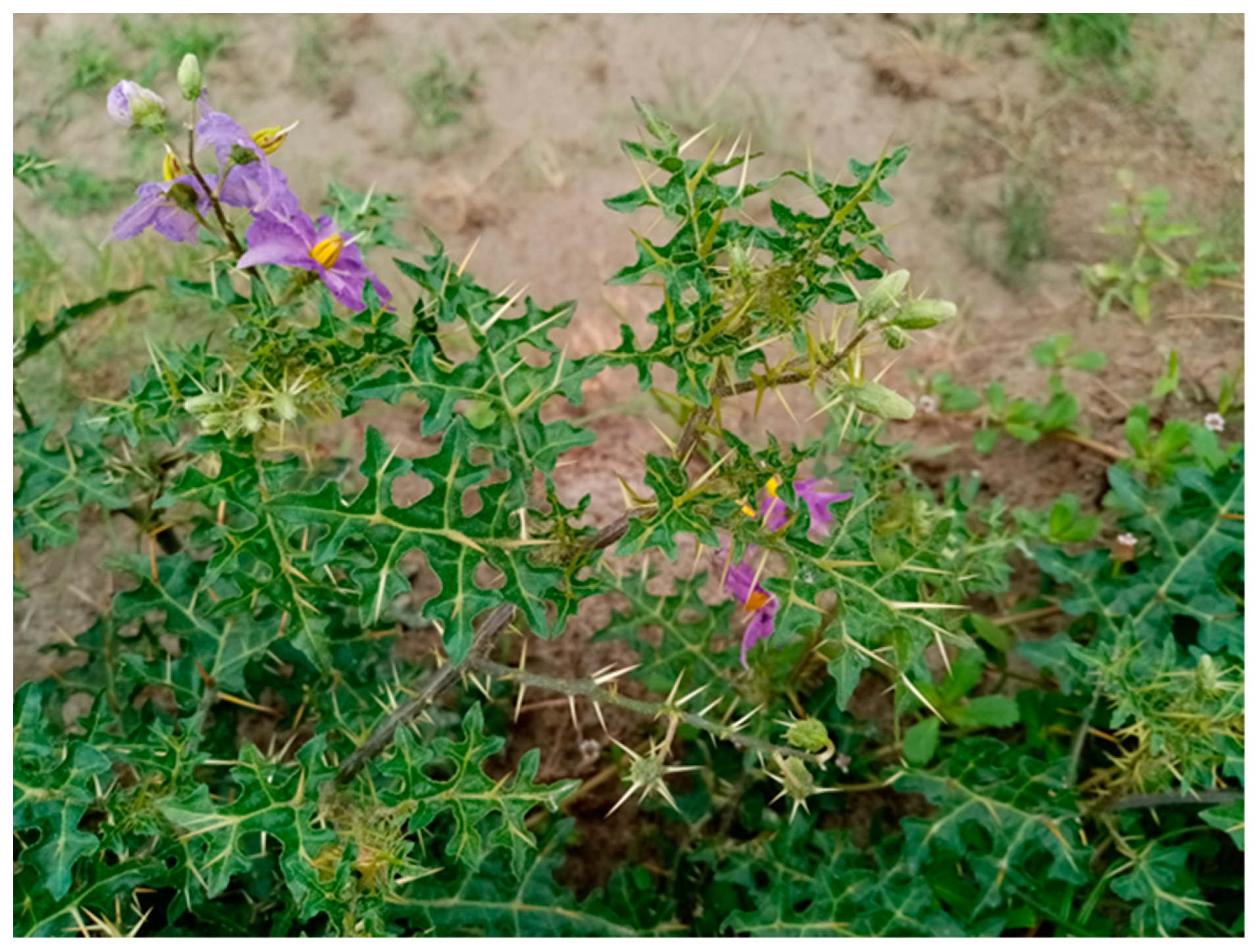 Pharmaceuticals 17 00948 g001 Pharmaceuticals 17 00948 g001