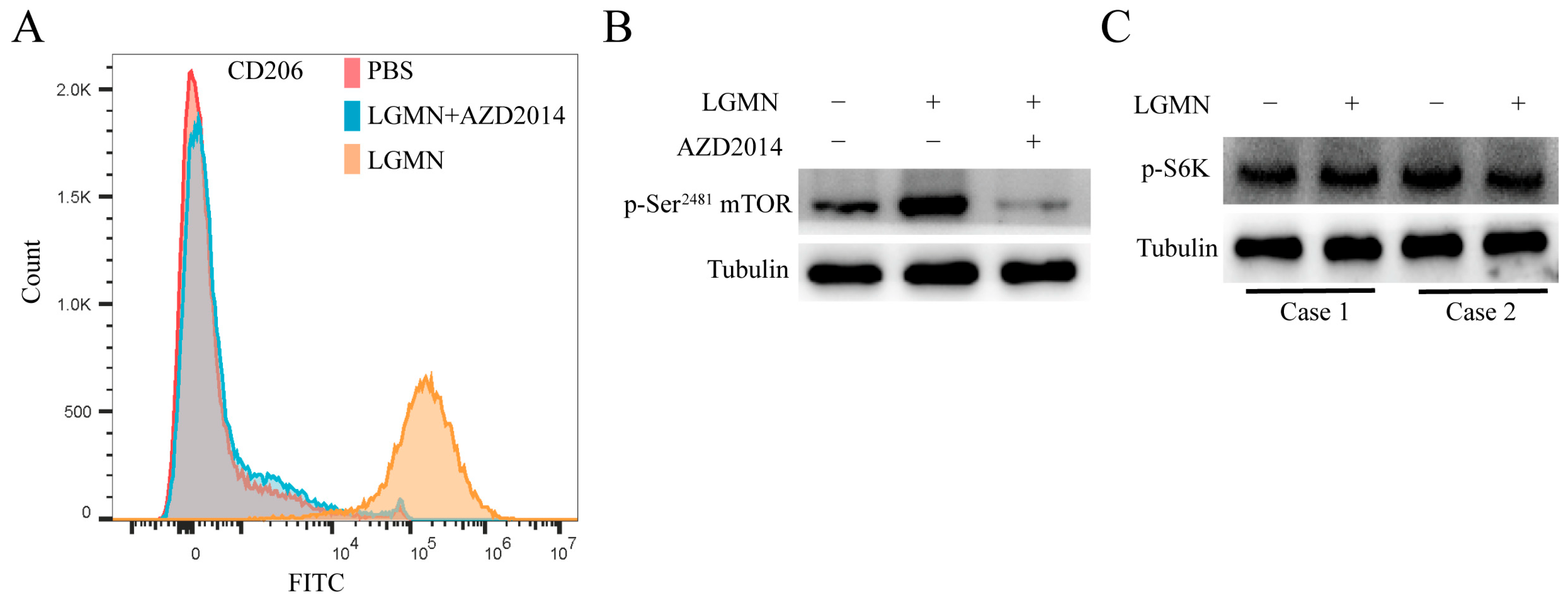 Pharmaceuticals 17 00951 g004