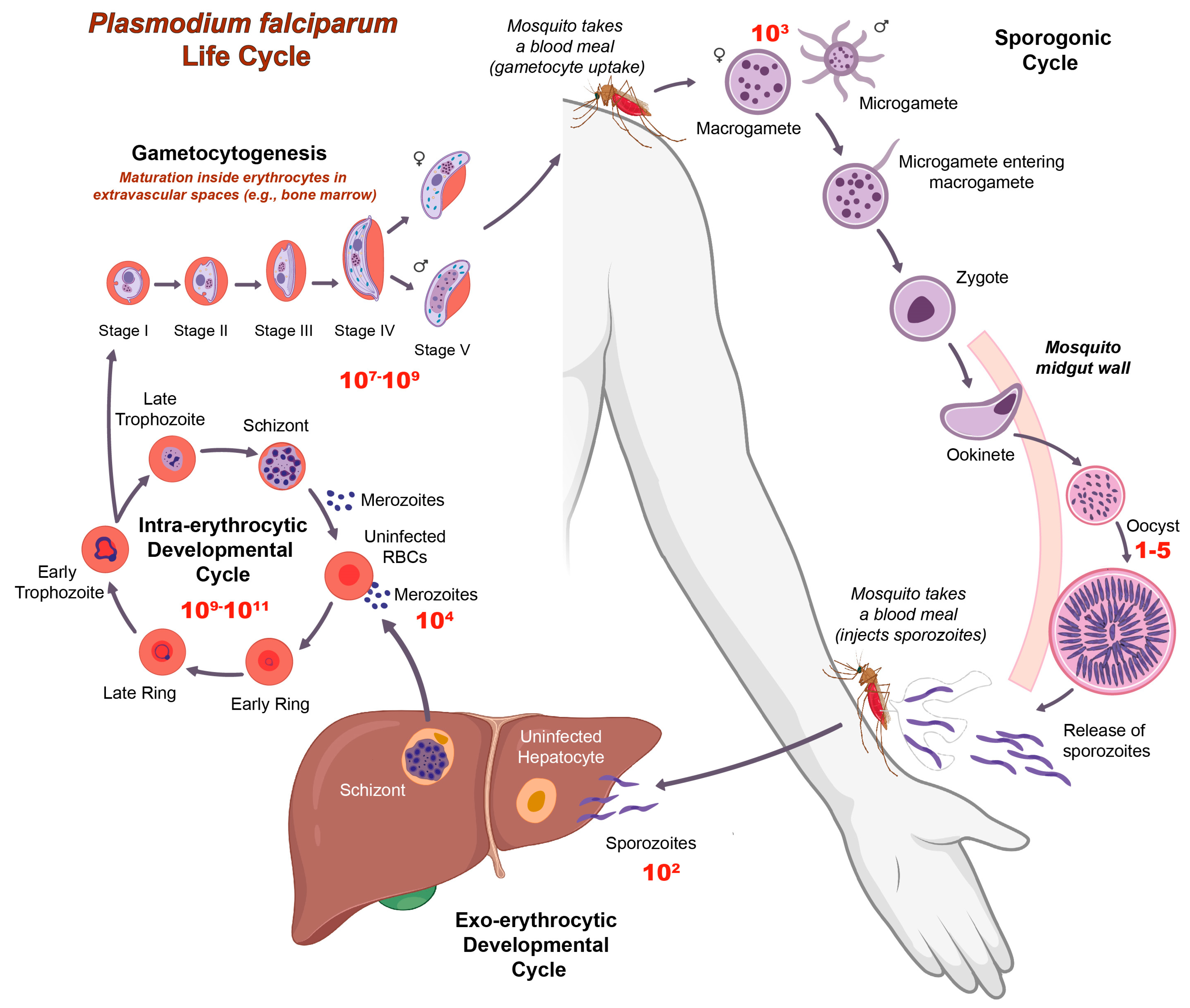 Pharmaceuticals 17 00962 g001 Pharmaceuticals 17 00962 g001