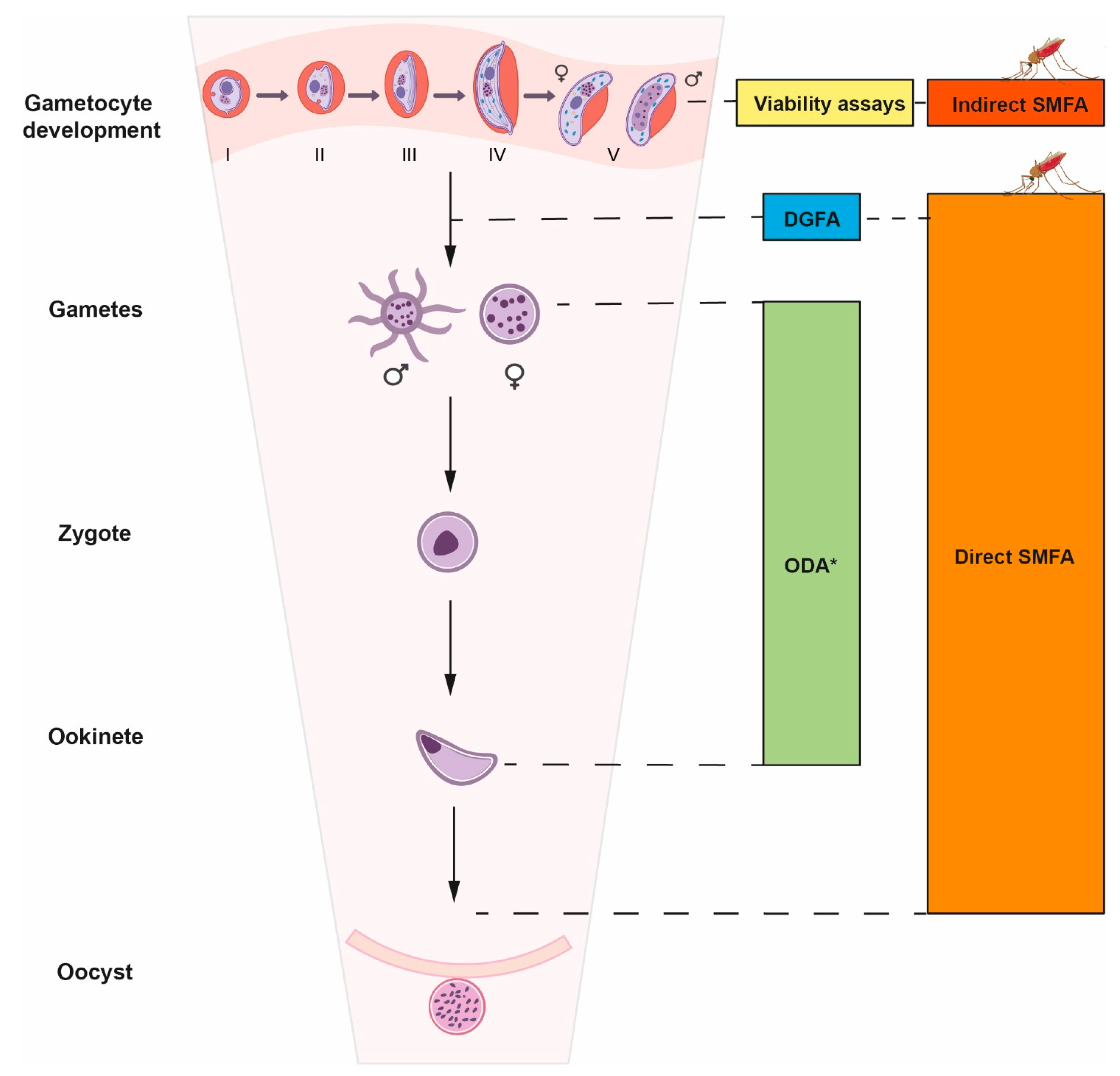 Pharmaceuticals 17 00962 g002 Pharmaceuticals 17 00962 g002
