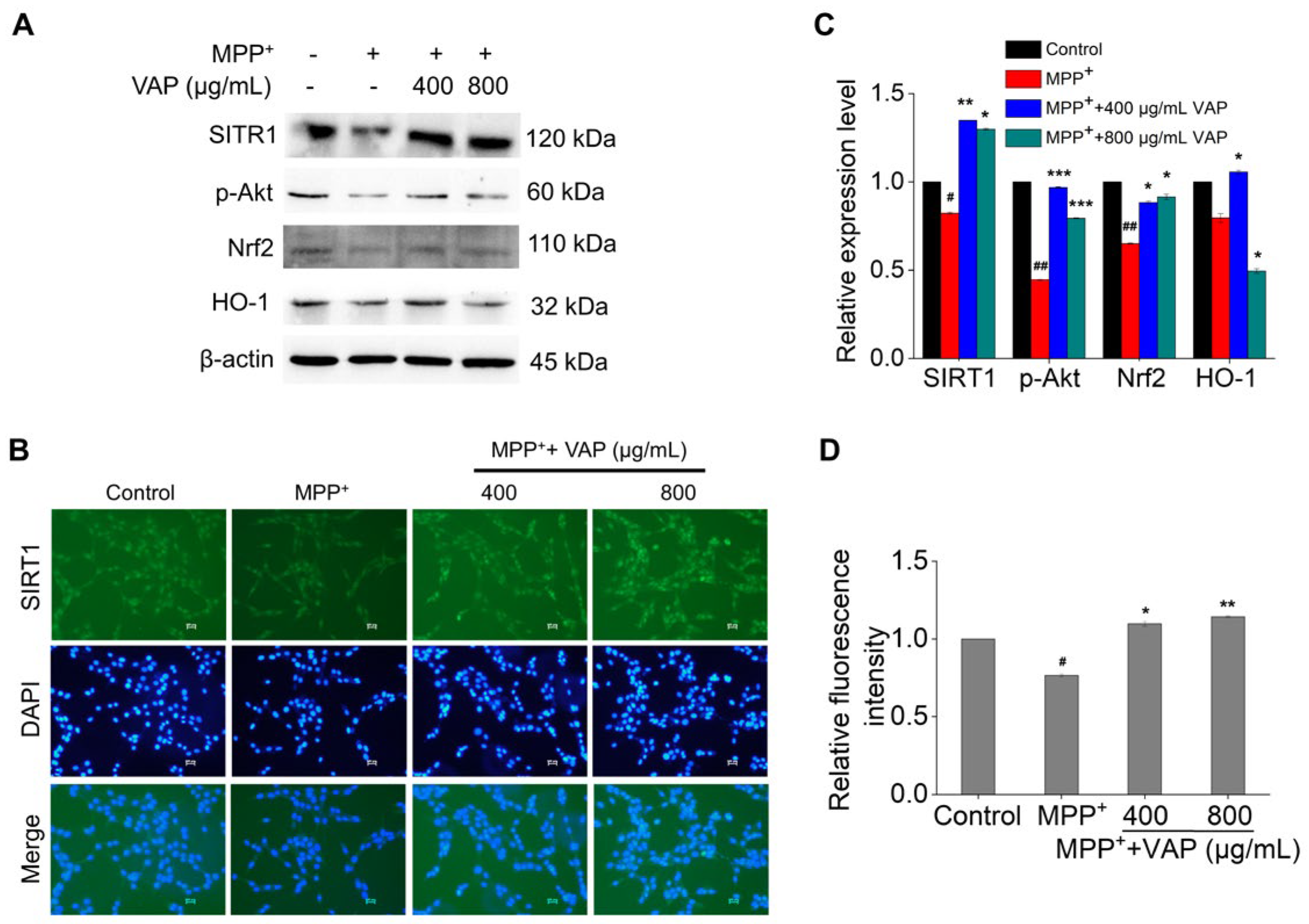 Pharmaceuticals 17 00972 g004