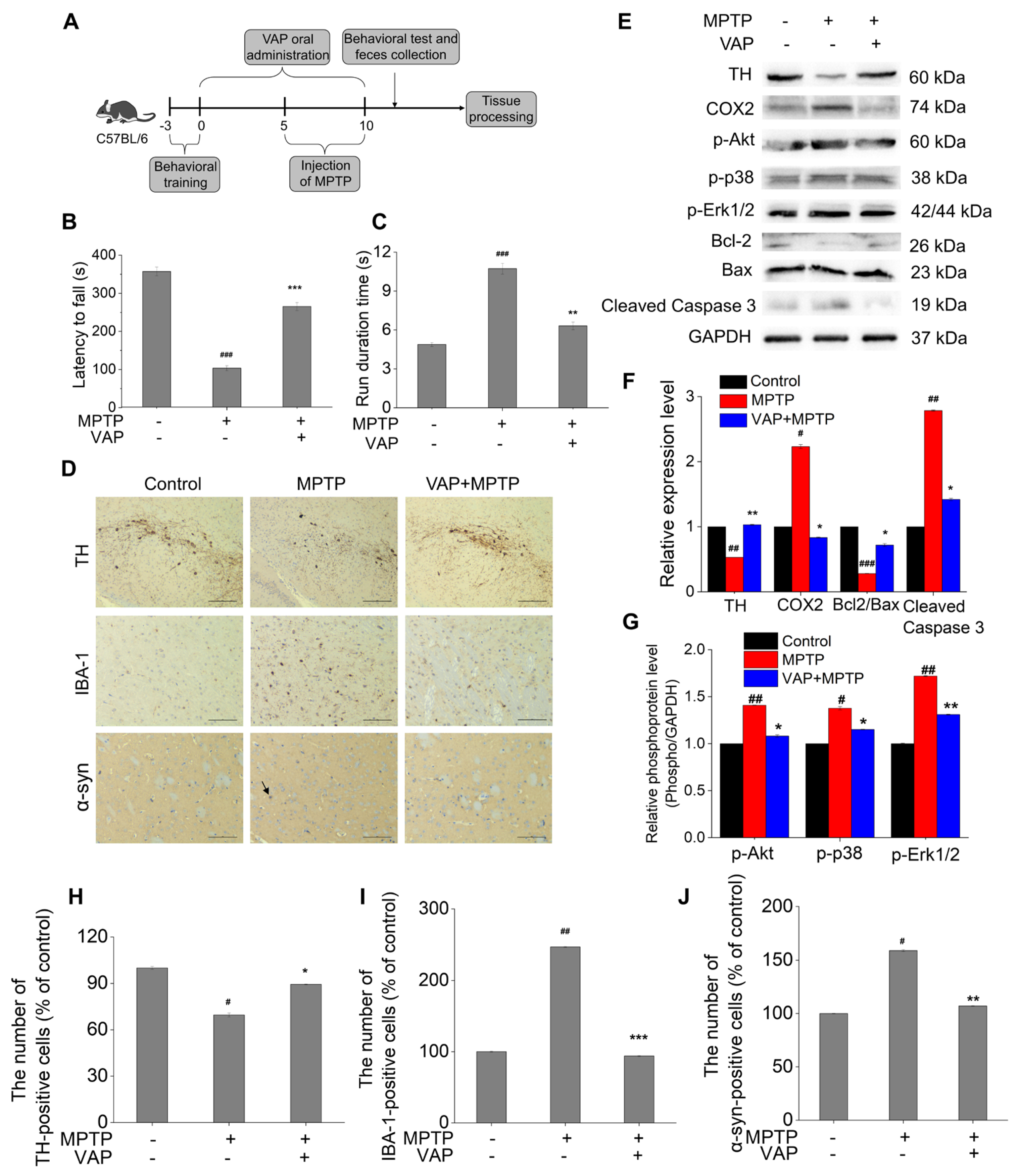 Pharmaceuticals 17 00972 g005