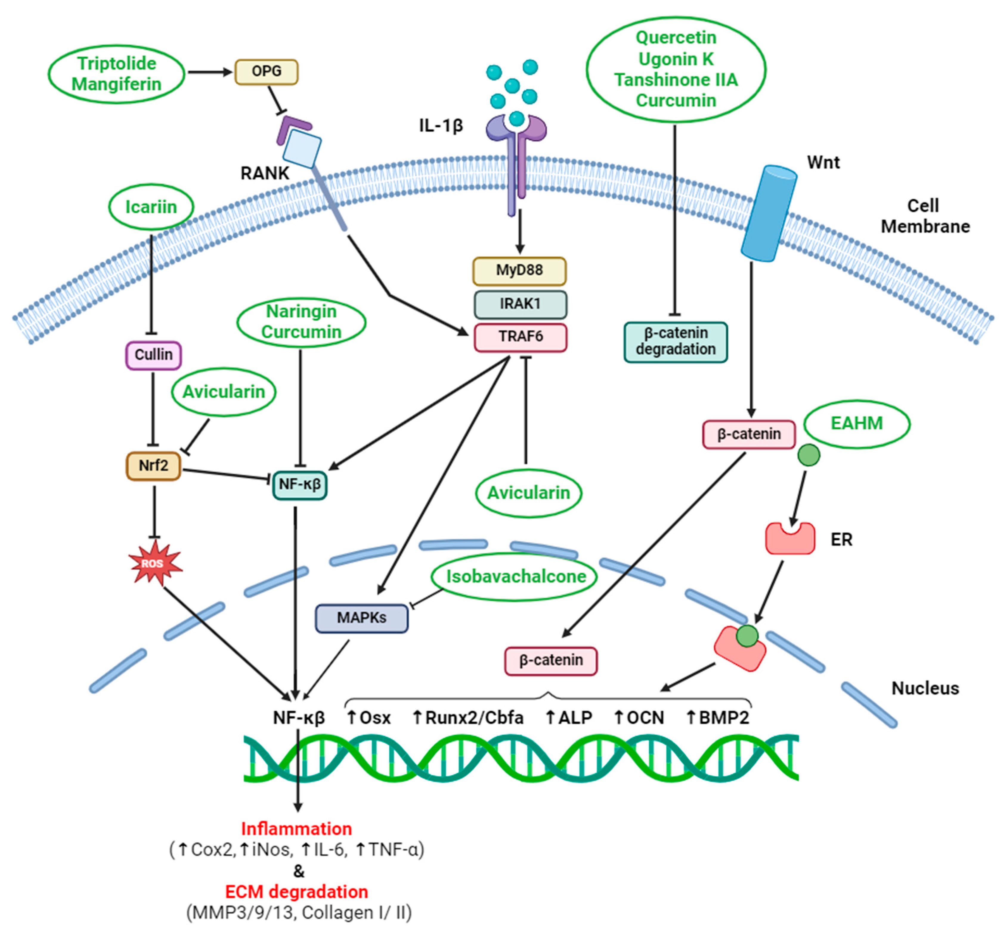 Emerging Roles of Natural Compounds in Osteoporosis