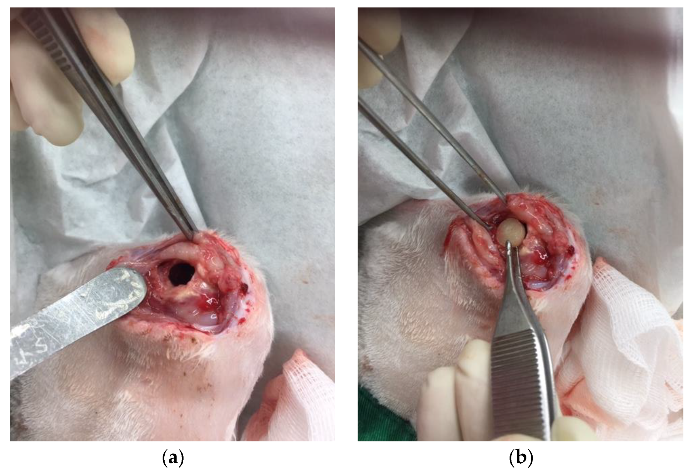 Pharmaceuticals 17 01038 g007