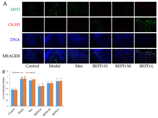 Effects of the N-Butanol Extract of Pulsatilla Decoction on