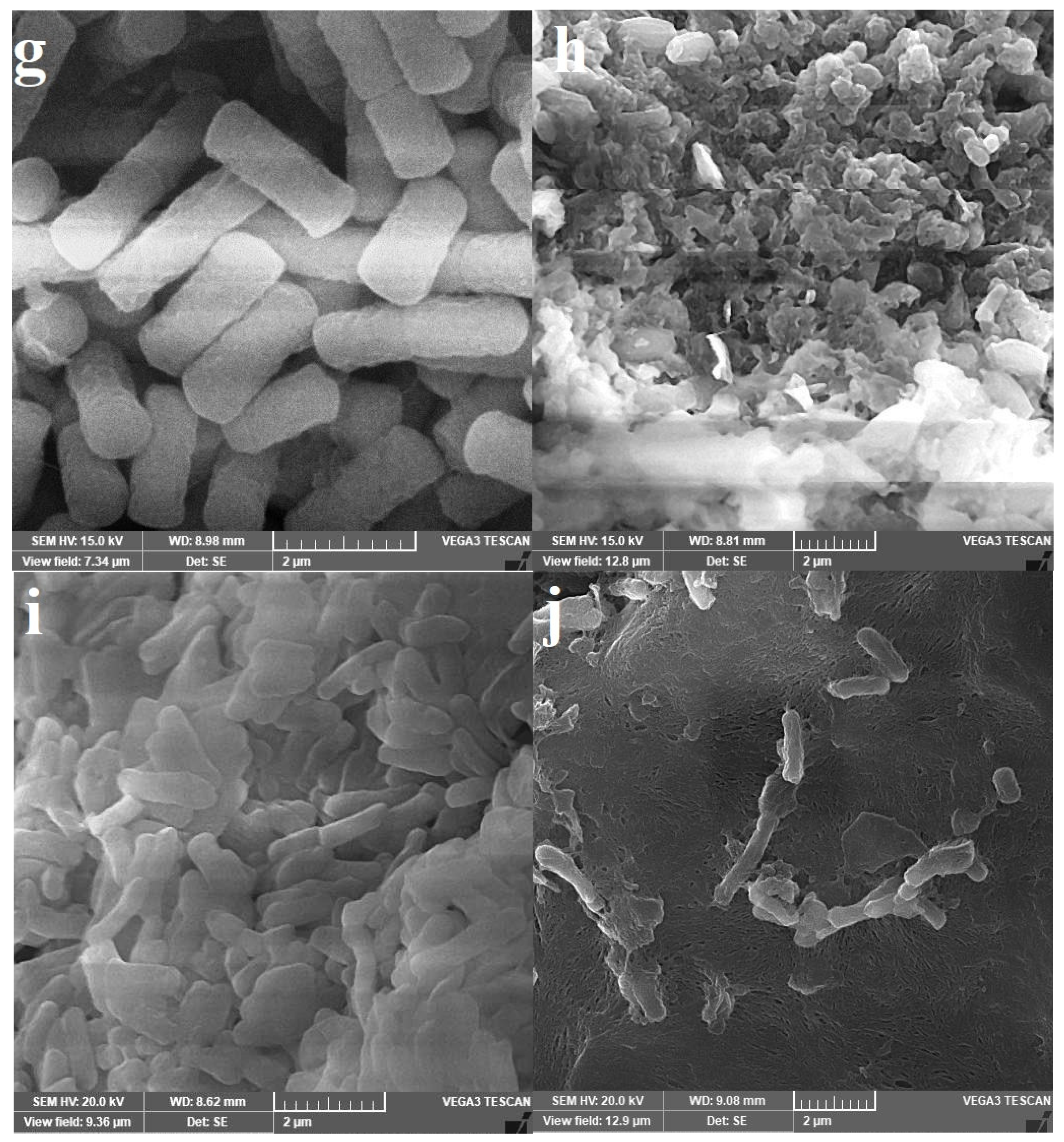 Pharmaceuticals 17 01126 g011c