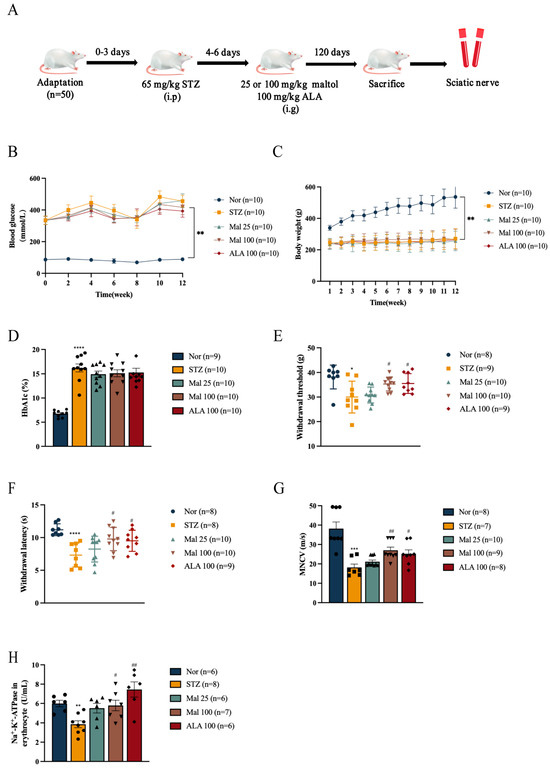 Maltol Improves Peripheral Nerve Function by Inhibiting Schwann Cell ...