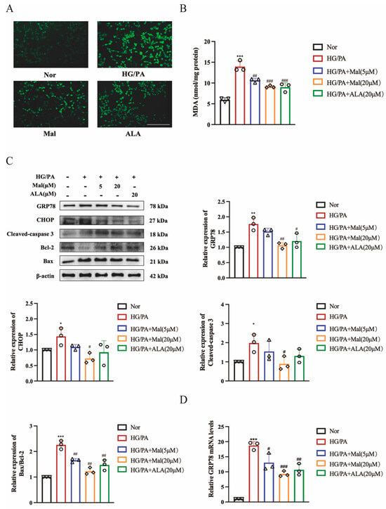 Maltol Improves Peripheral Nerve Function by Inhibiting Schwann Cell ...