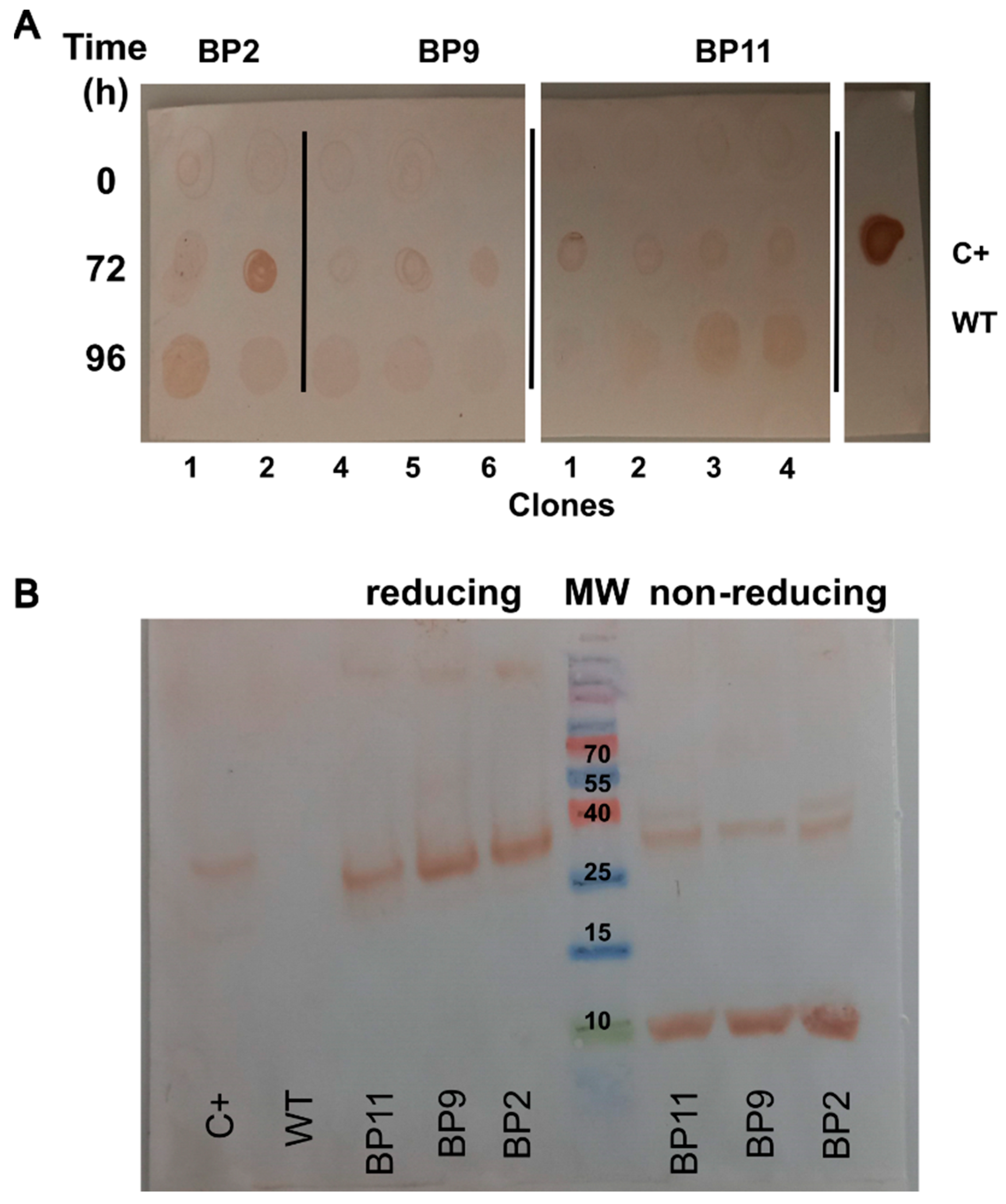 Pharmaceuticals 17 01240 g003