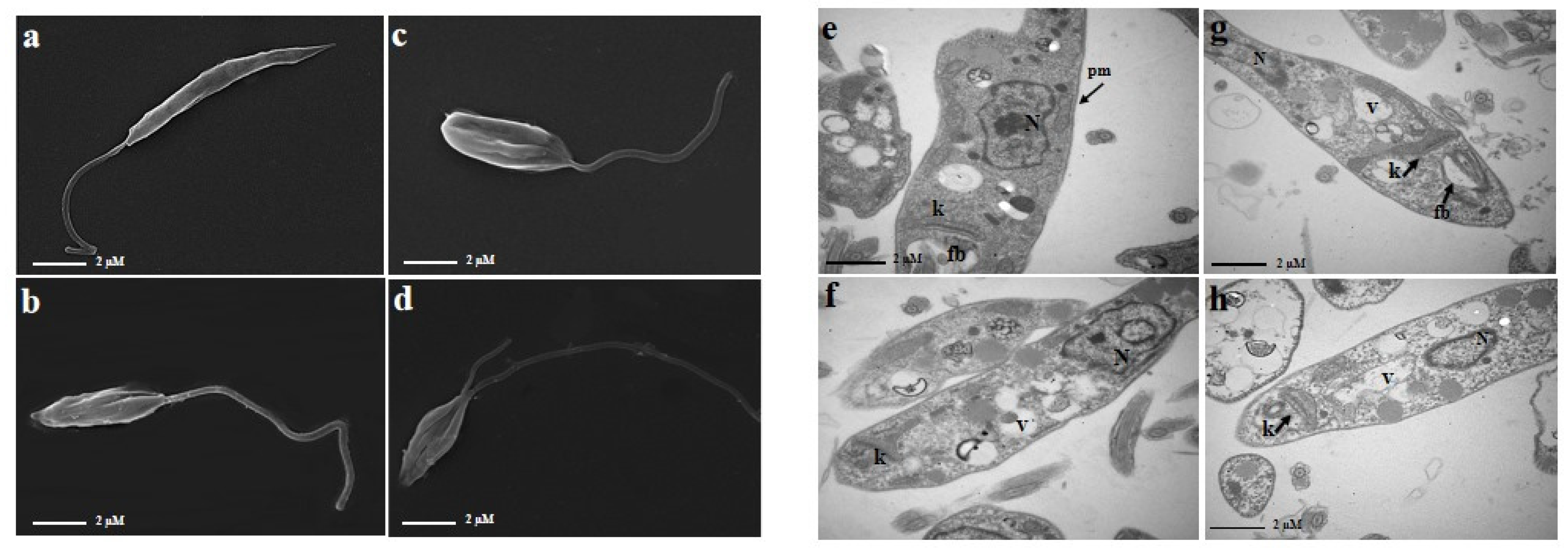Pharmaceuticals 17 01243 g002