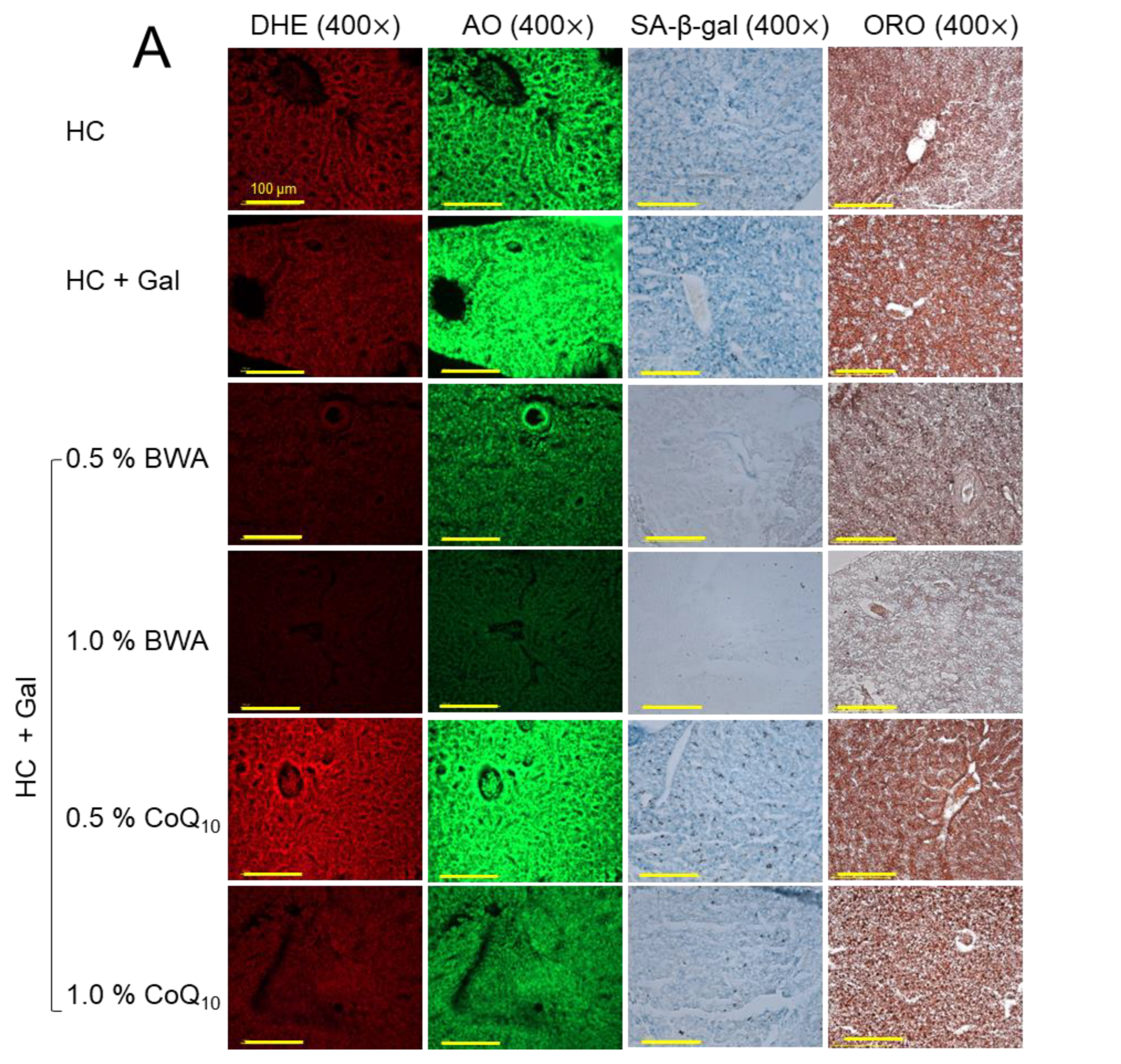 Pharmaceuticals 17 01250 g006a