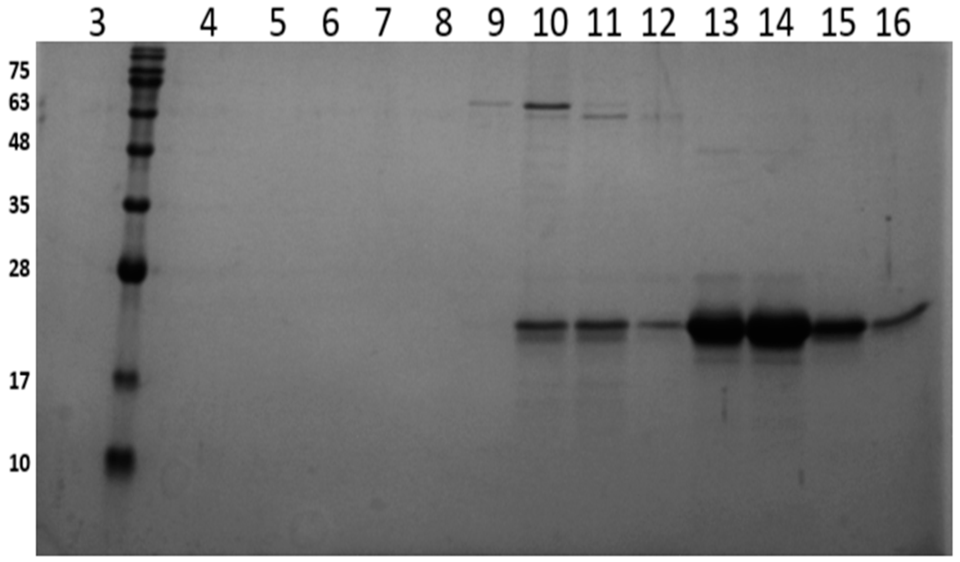 Pharmaceuticals 17 01286 g003b Pharmaceuticals 17 01286 g003b