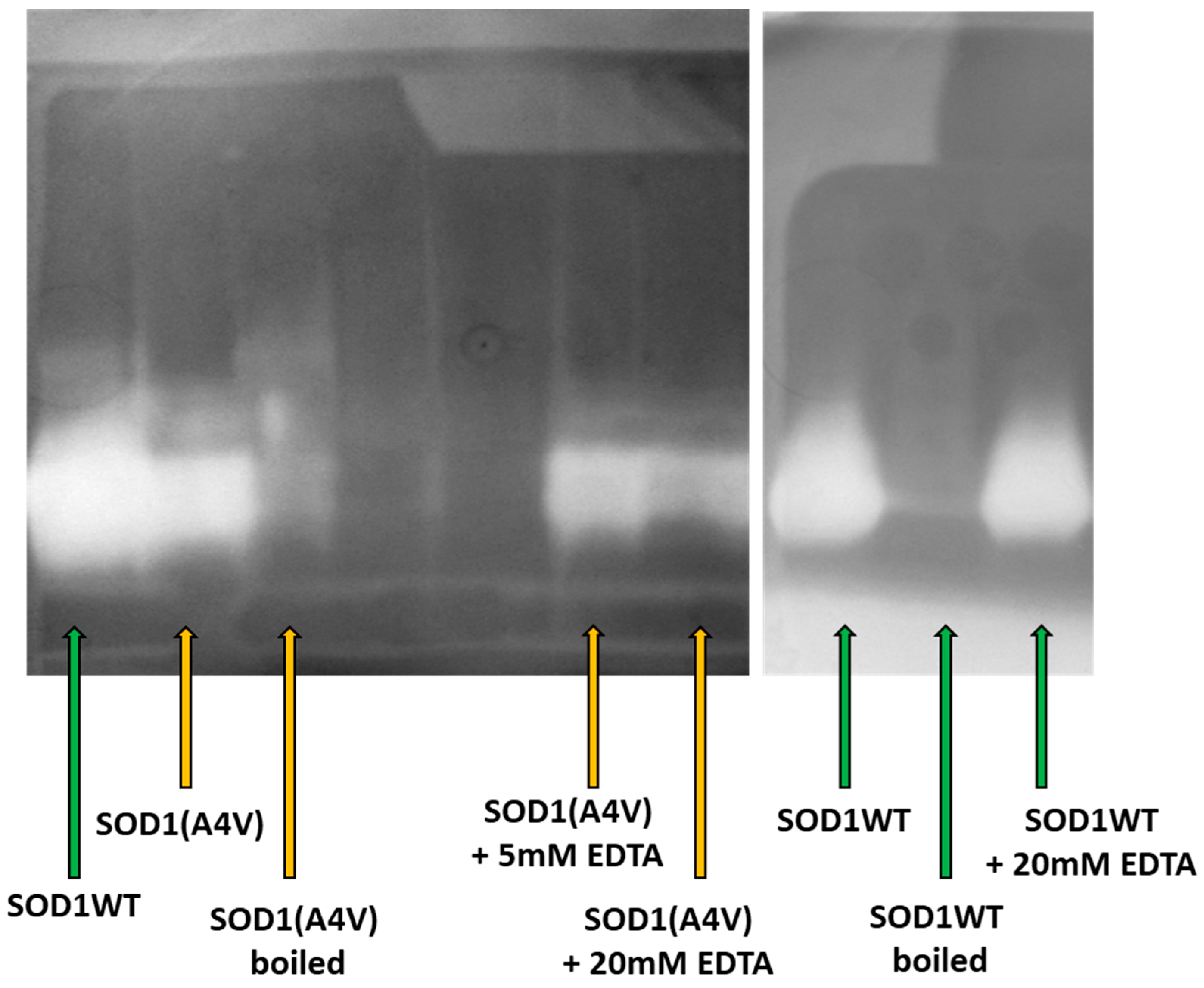 Pharmaceuticals 17 01286 g004 Pharmaceuticals 17 01286 g004