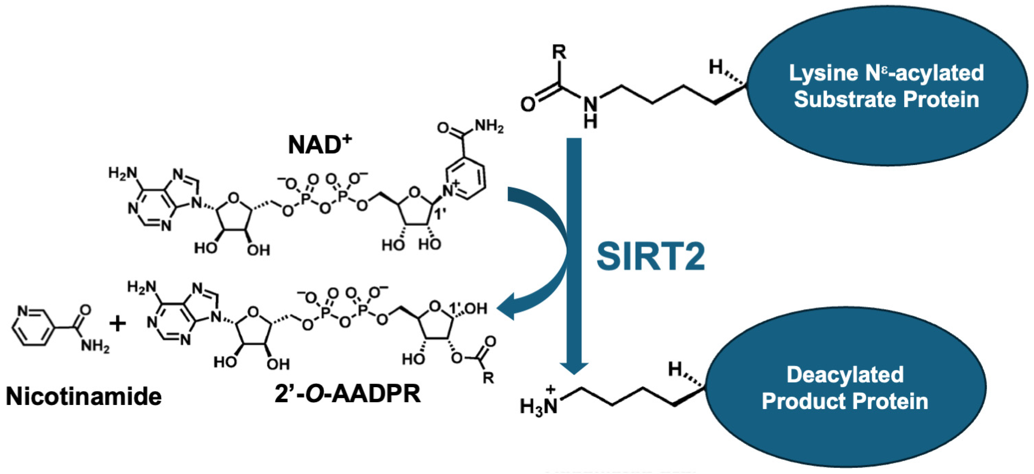 Pharmaceuticals 17 01298 g001