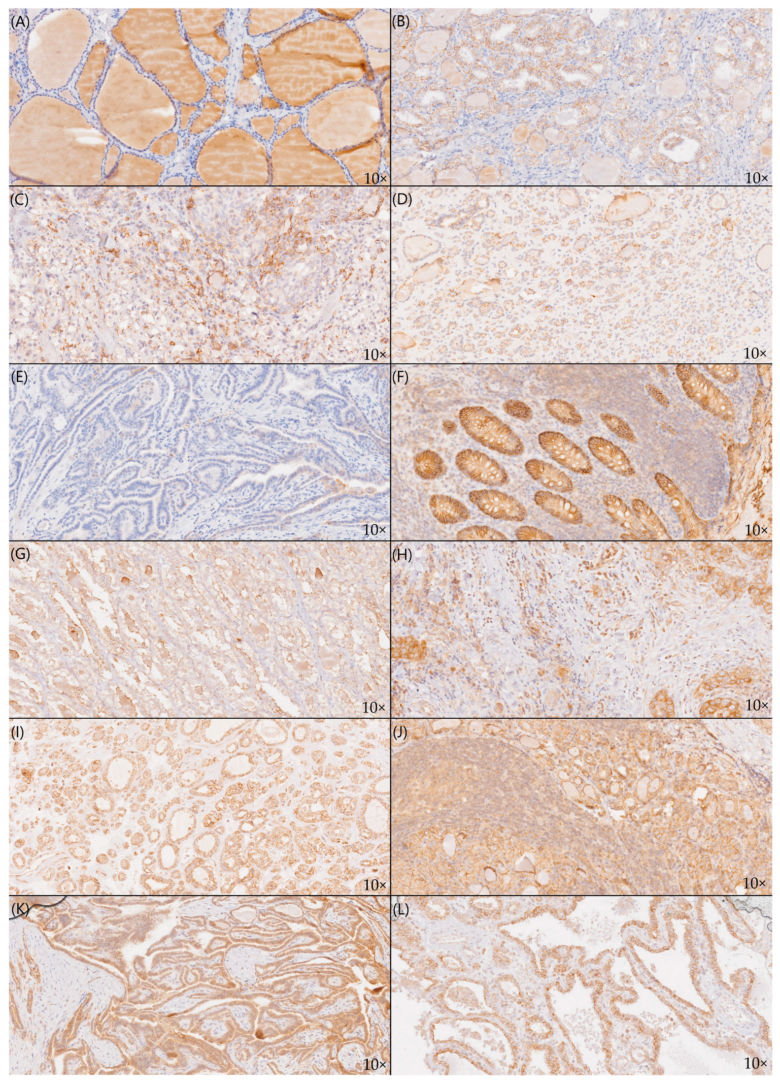 Pharmaceuticals 17 01304 g005 Pharmaceuticals 17 01304 g005