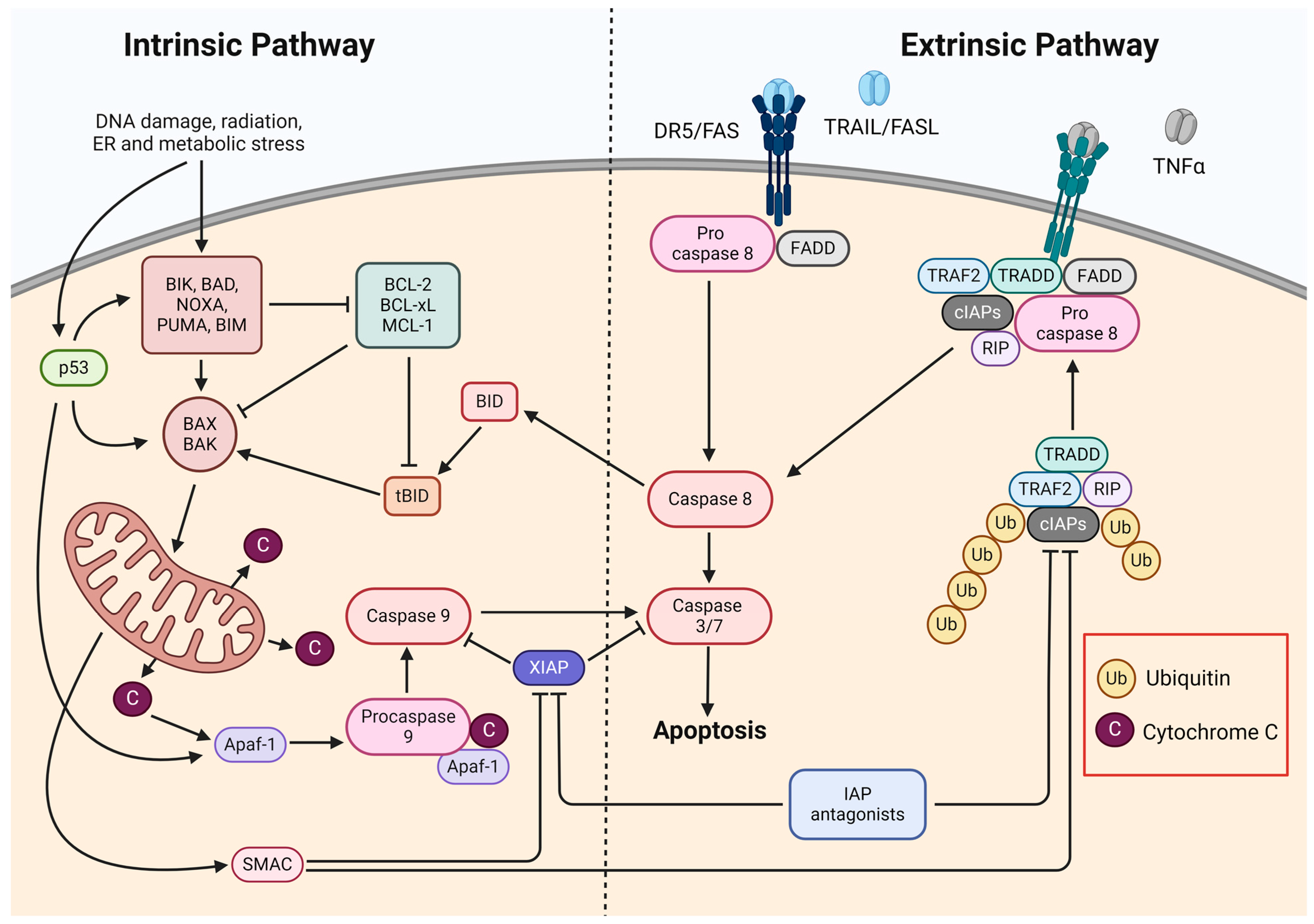 Pharmaceuticals 17 01308 g002