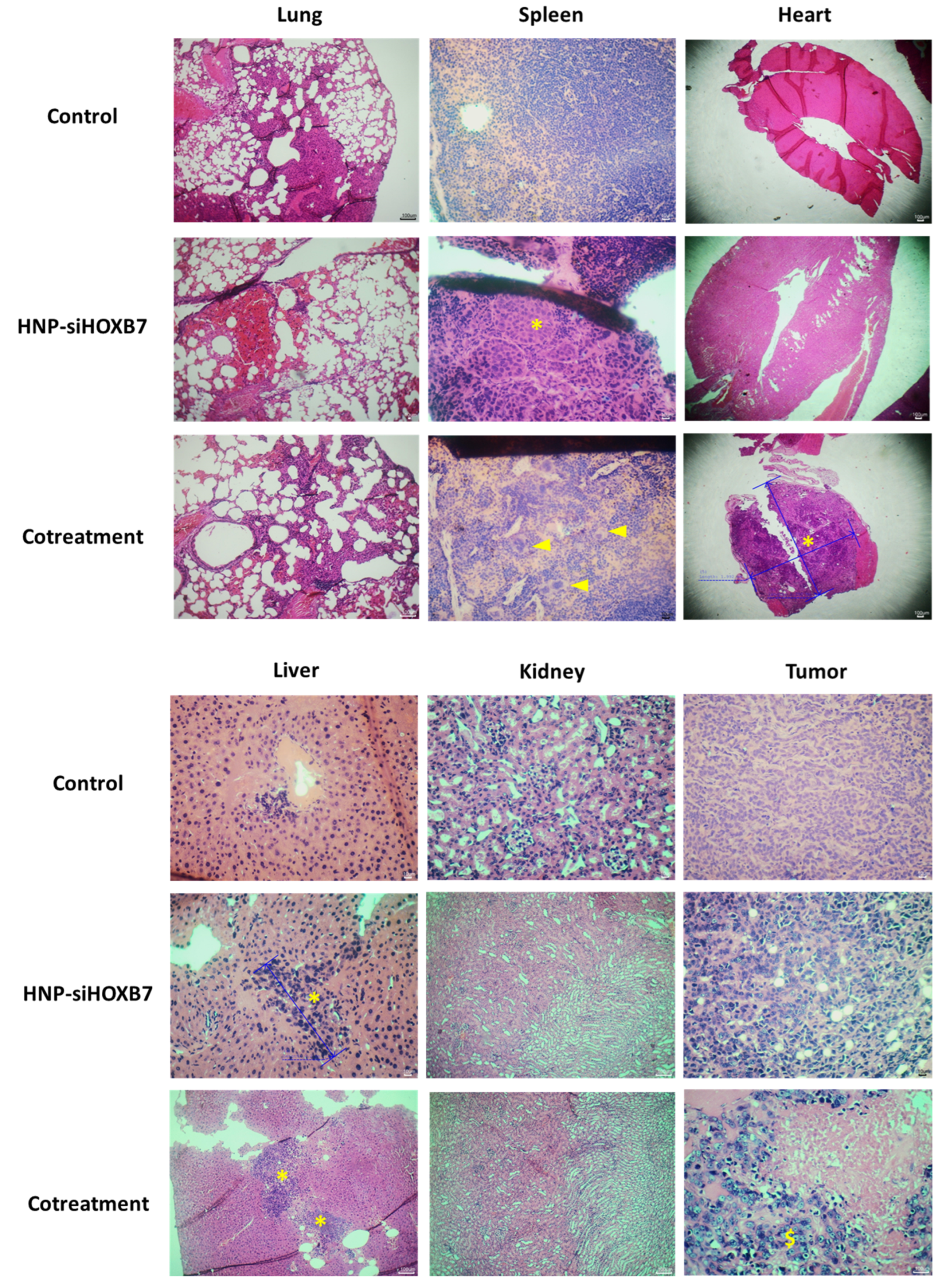 Pharmaceuticals 17 01325 g010 Pharmaceuticals 17 01325 g010
