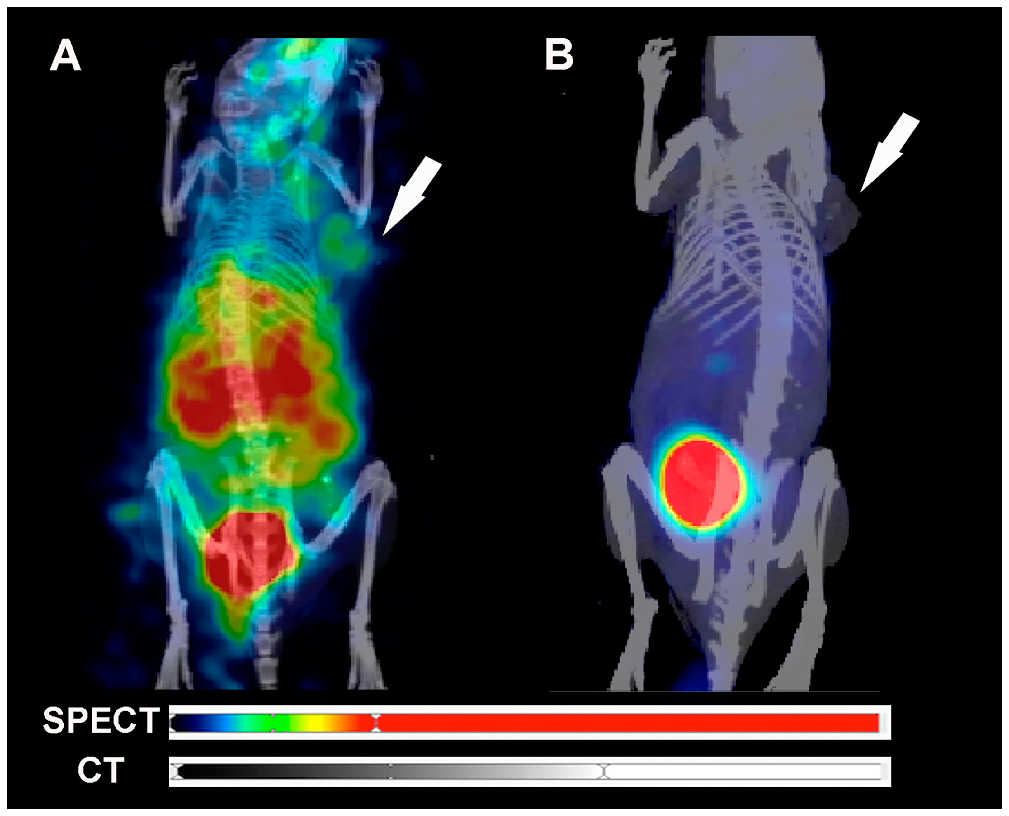 Pharmaceuticals 17 01328 g007