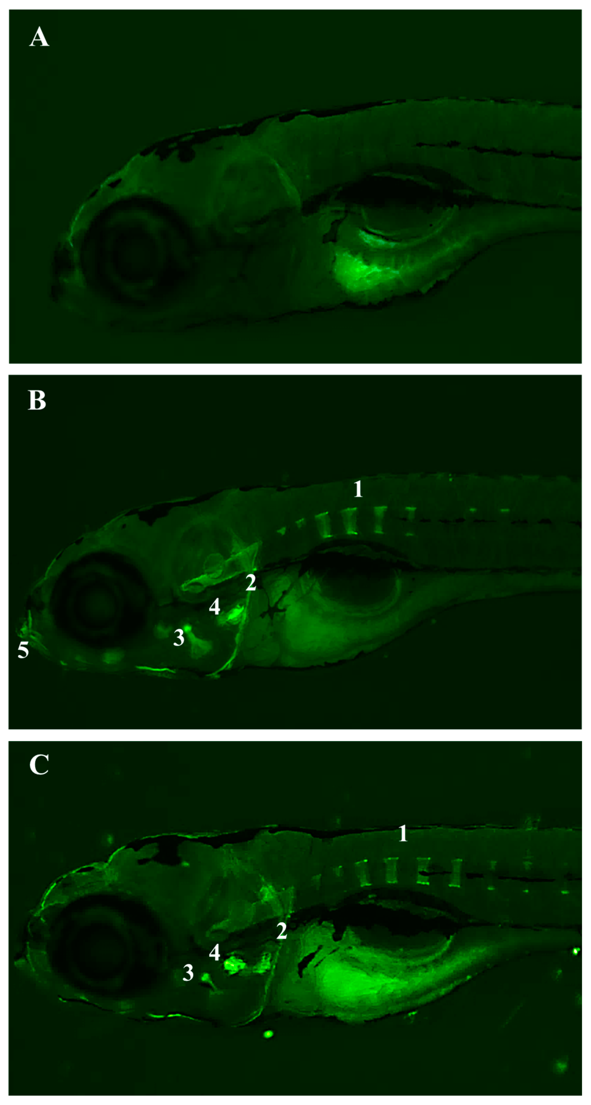 Pharmaceuticals 17 01340 g005 Pharmaceuticals 17 01340 g005