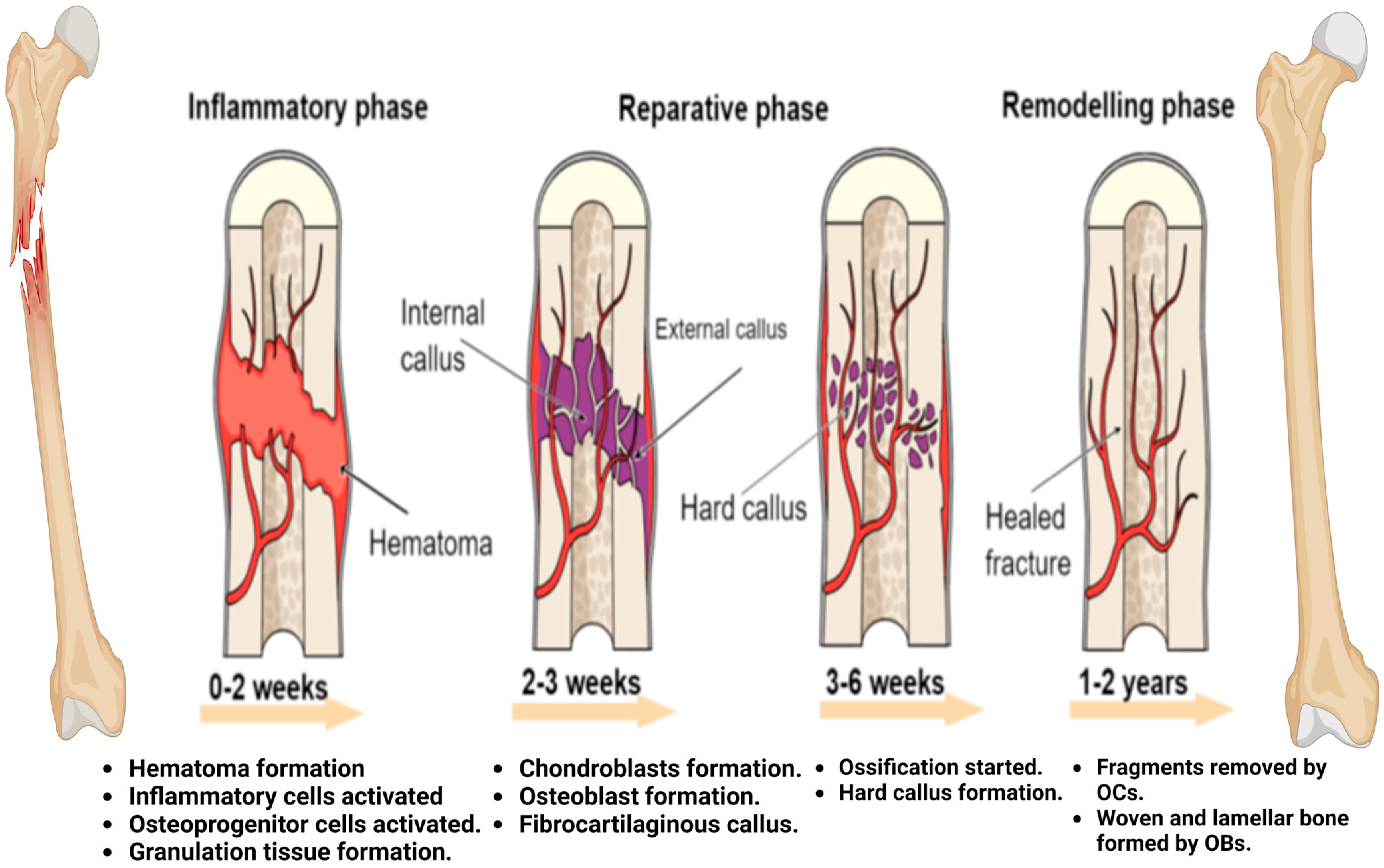 Pharmaceuticals 17 01341 g002 Pharmaceuticals 17 01341 g002