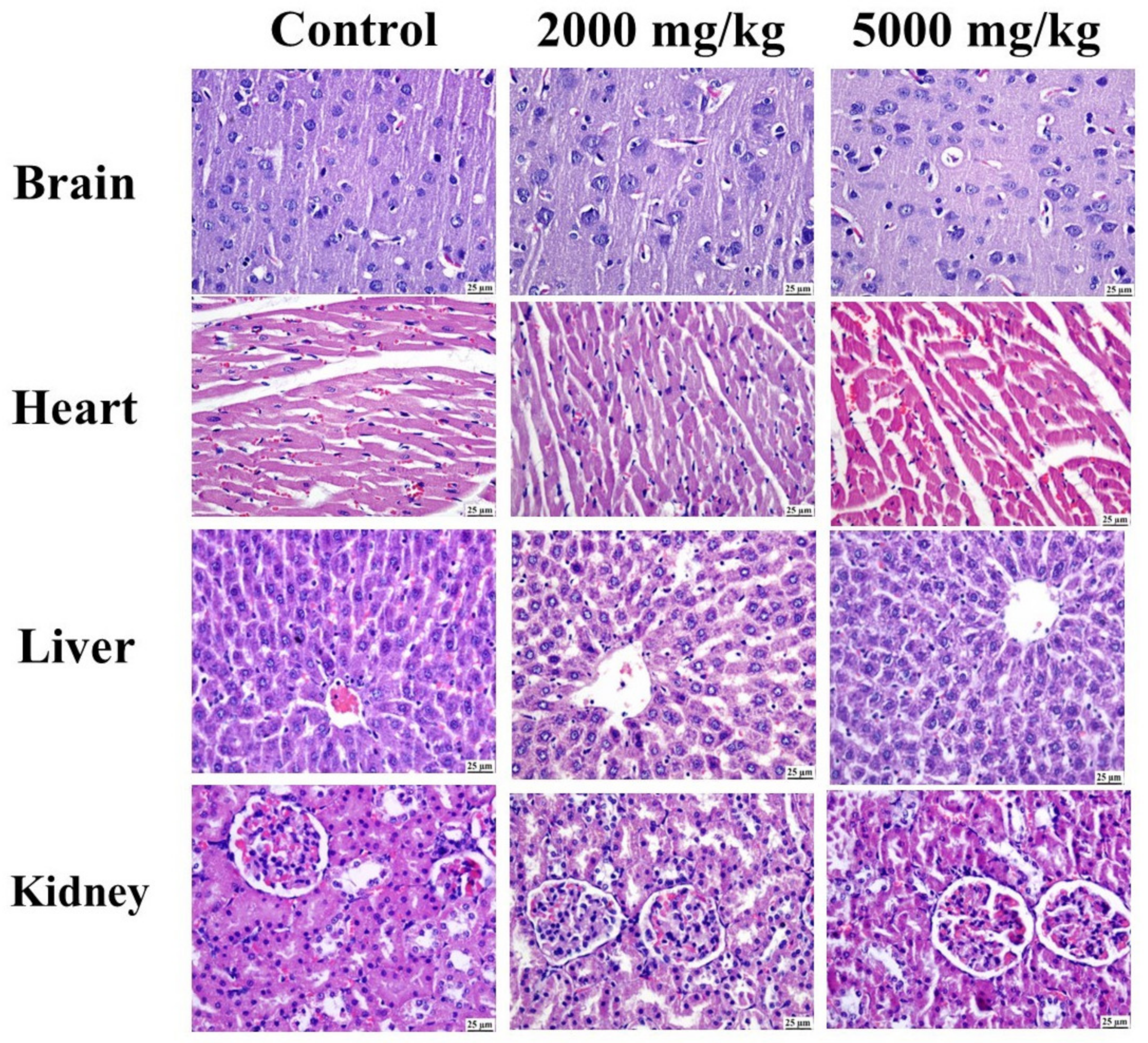 Pharmaceuticals 17 01347 g013