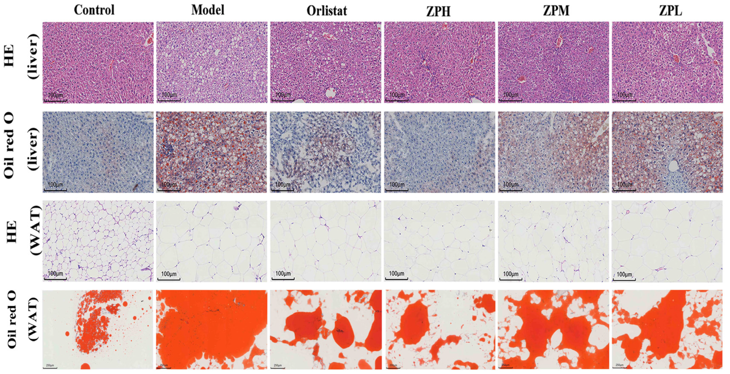 Pharmaceuticals 17 01349 g004