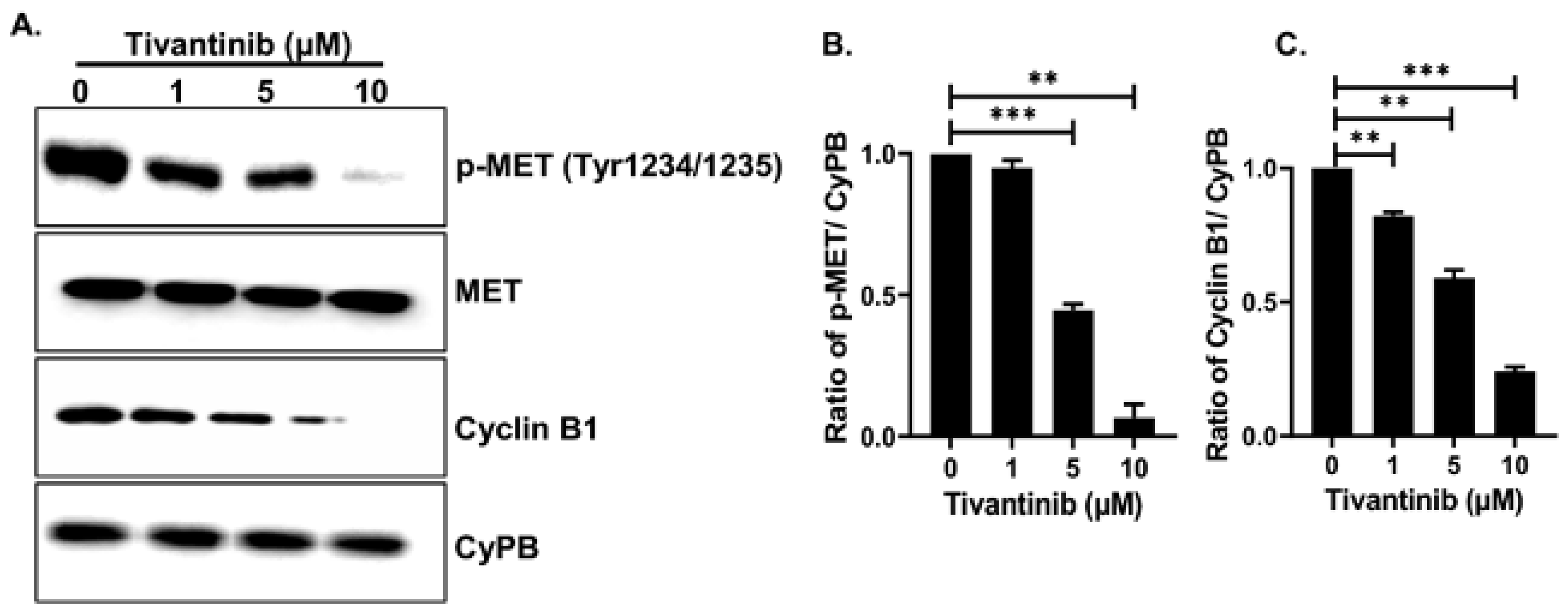 Pharmaceuticals 17 01350 g009