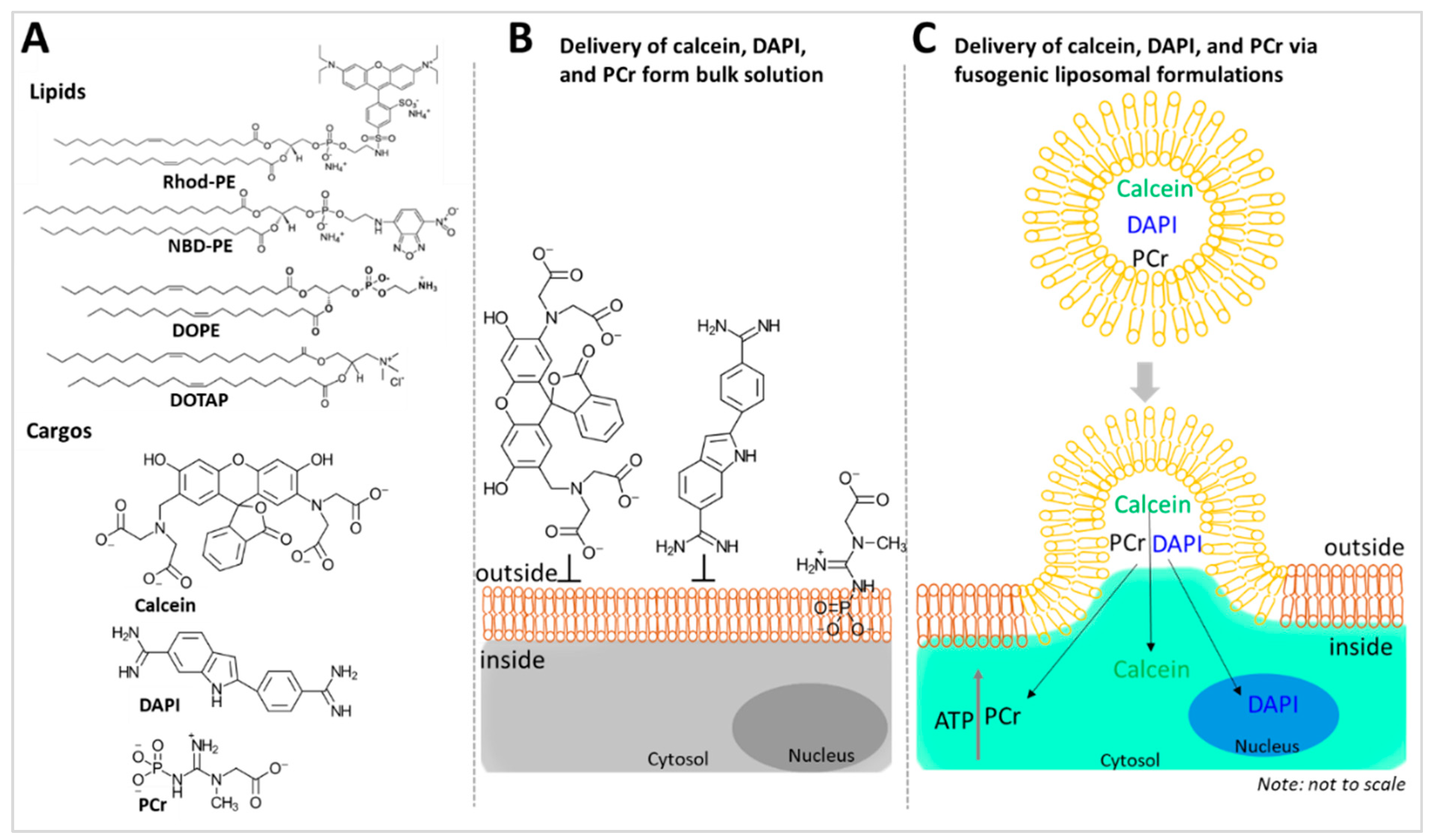 Pharmaceuticals 17 01351 sch001