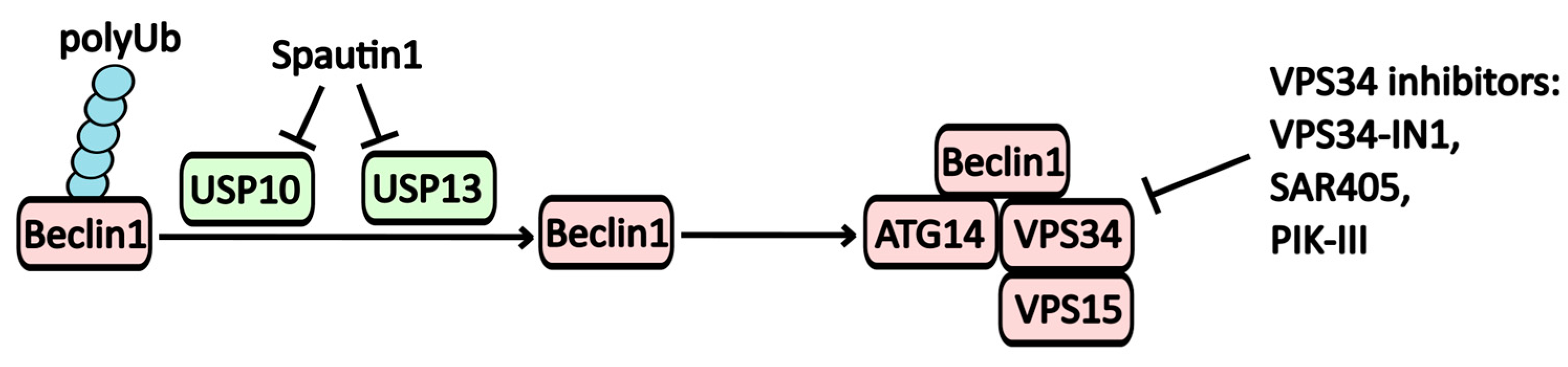 Pharmaceuticals 17 01355 g002