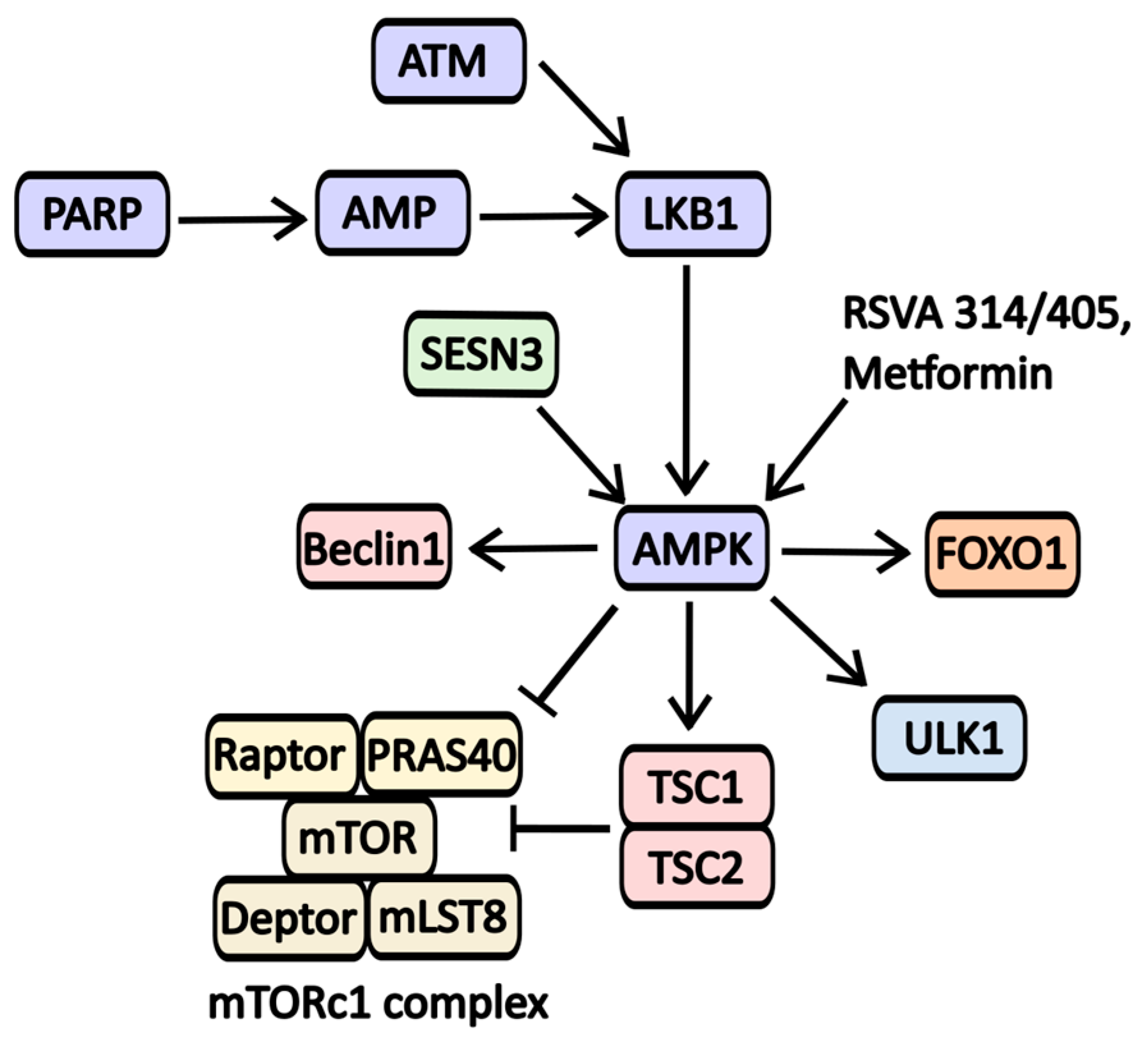 Pharmaceuticals 17 01355 g007