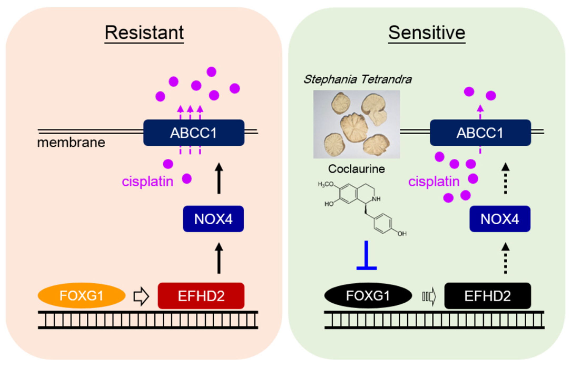 Pharmaceuticals 17 01356 g007 Pharmaceuticals 17 01356 g007