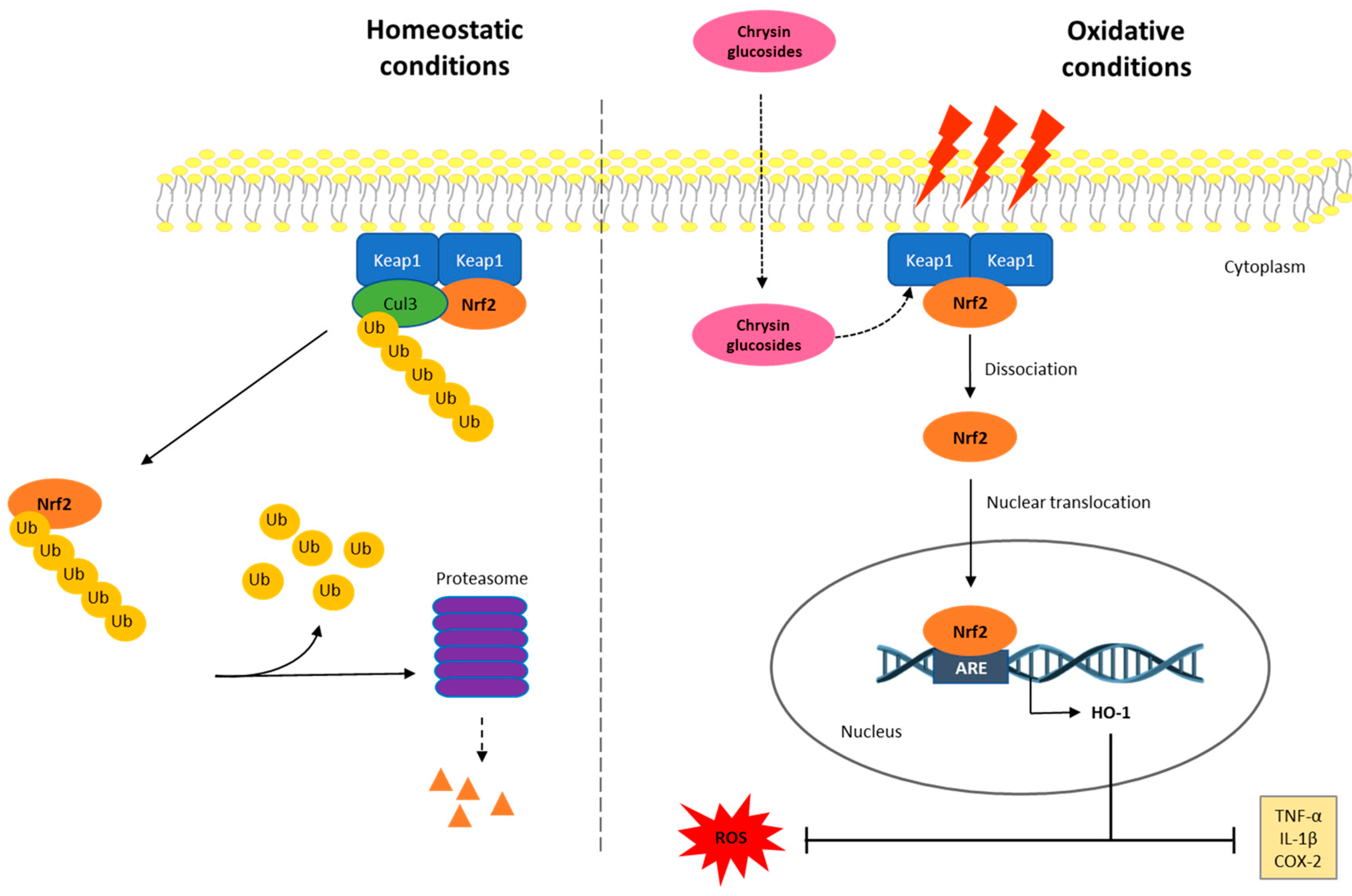Pharmaceuticals 17 01388 g007