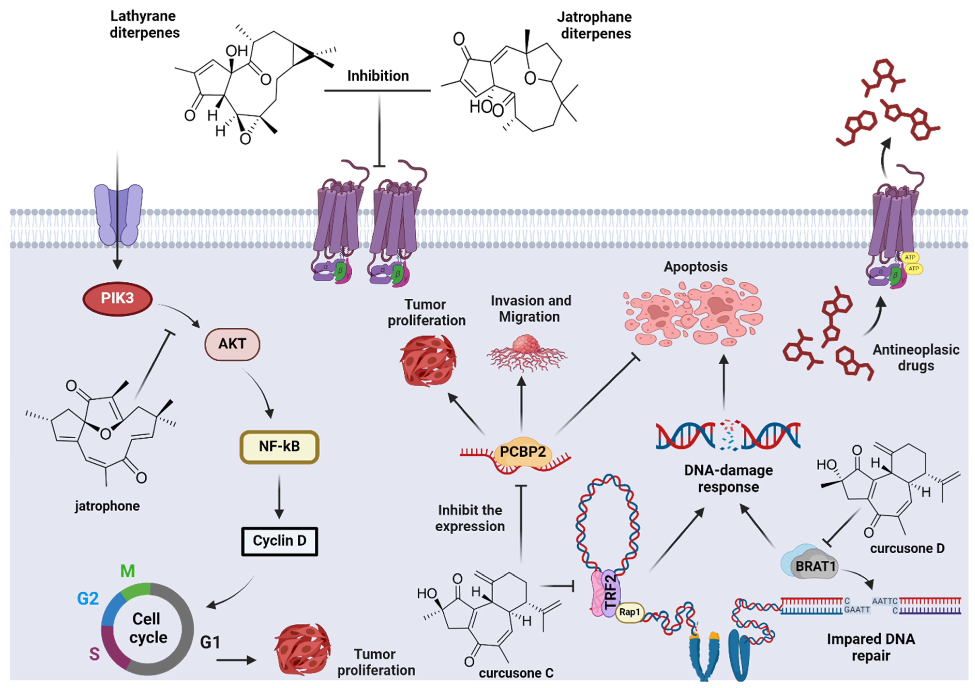 Pharmaceuticals 17 01399 g004 Pharmaceuticals 17 01399 g004