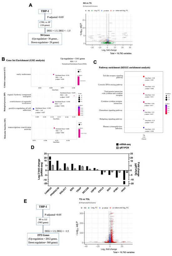 Inhibitory Effect of Luteolin on Spike S1 Glycoprotein-Induced ...