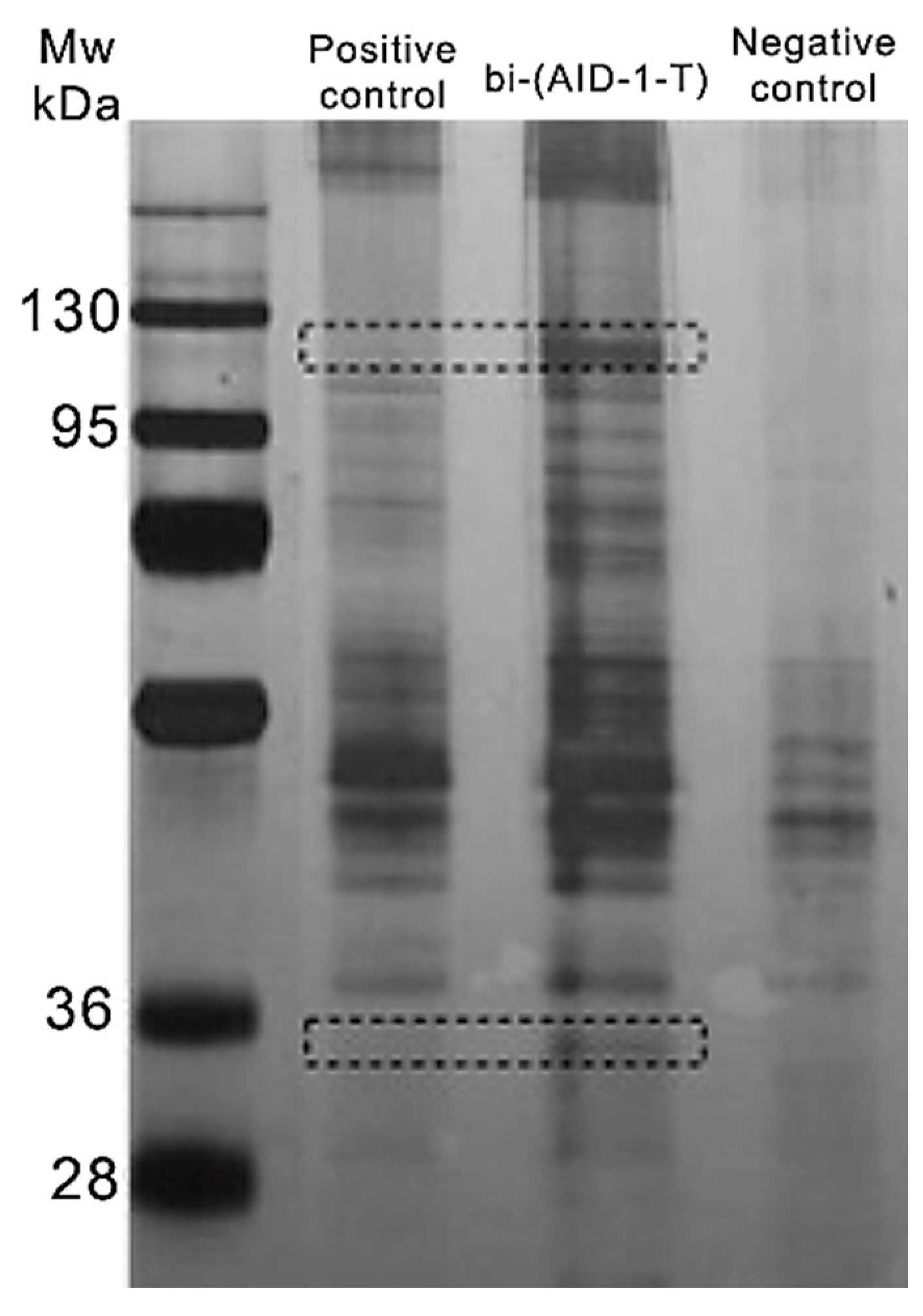 Pharmaceuticals 17 01435 g001 Pharmaceuticals 17 01435 g001