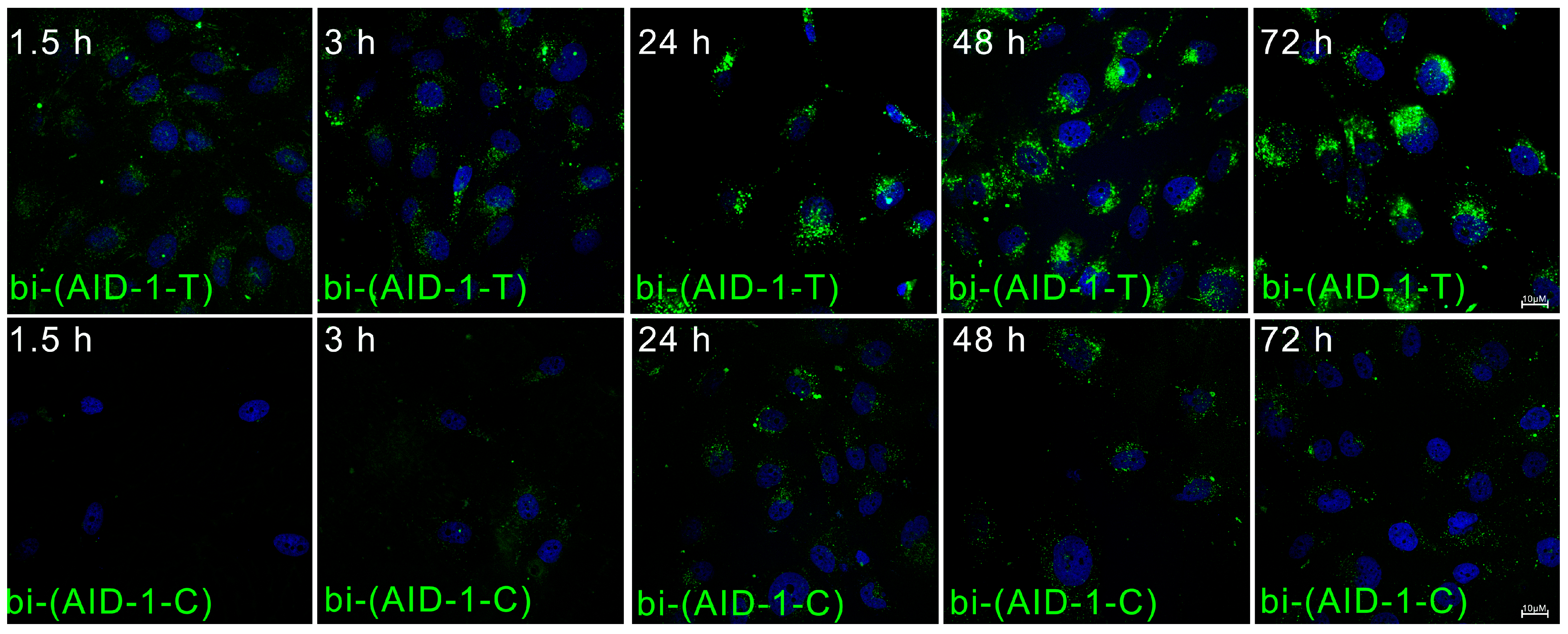 Pharmaceuticals 17 01435 g003 Pharmaceuticals 17 01435 g003