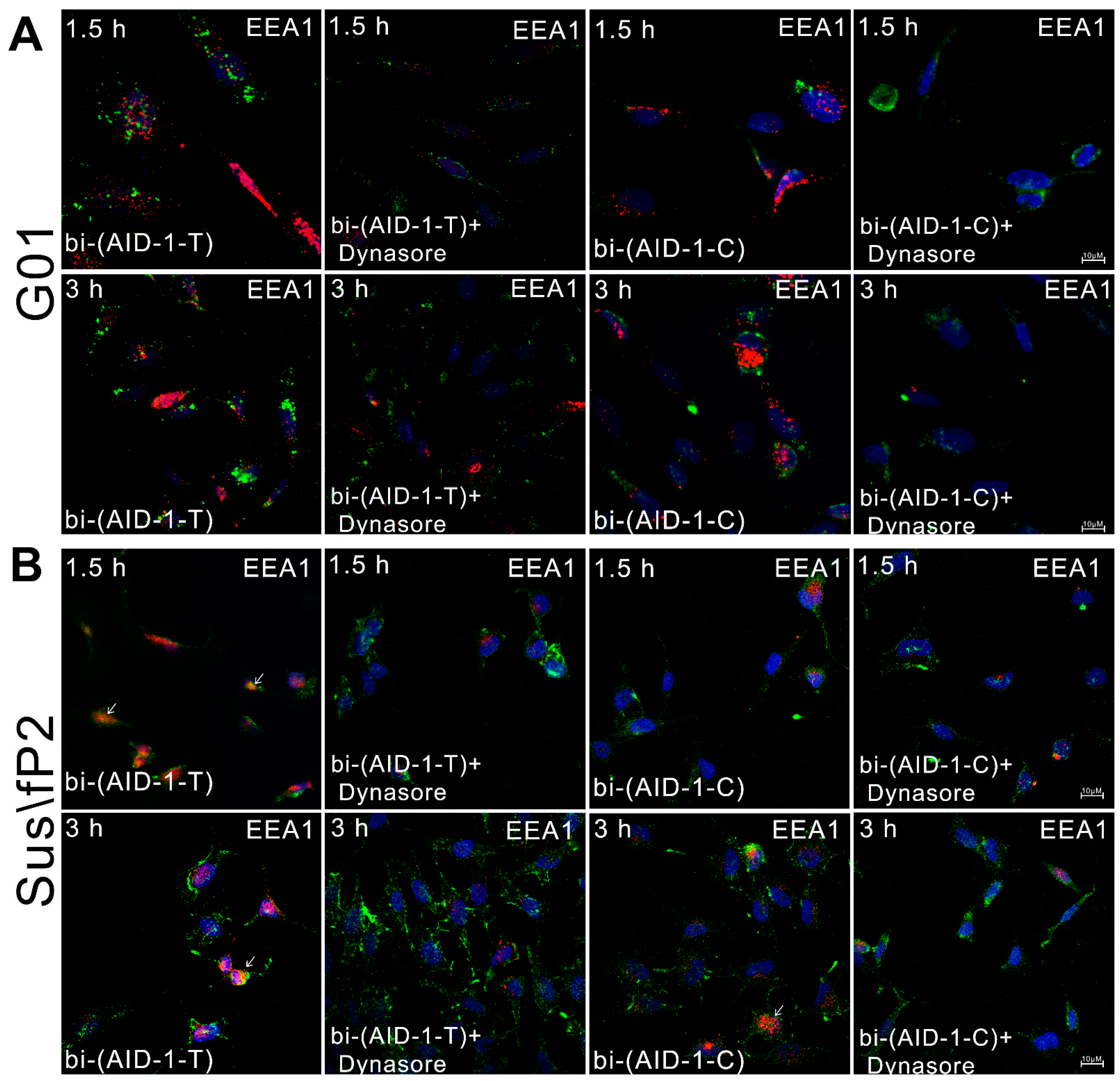 Pharmaceuticals 17 01435 g004 Pharmaceuticals 17 01435 g004