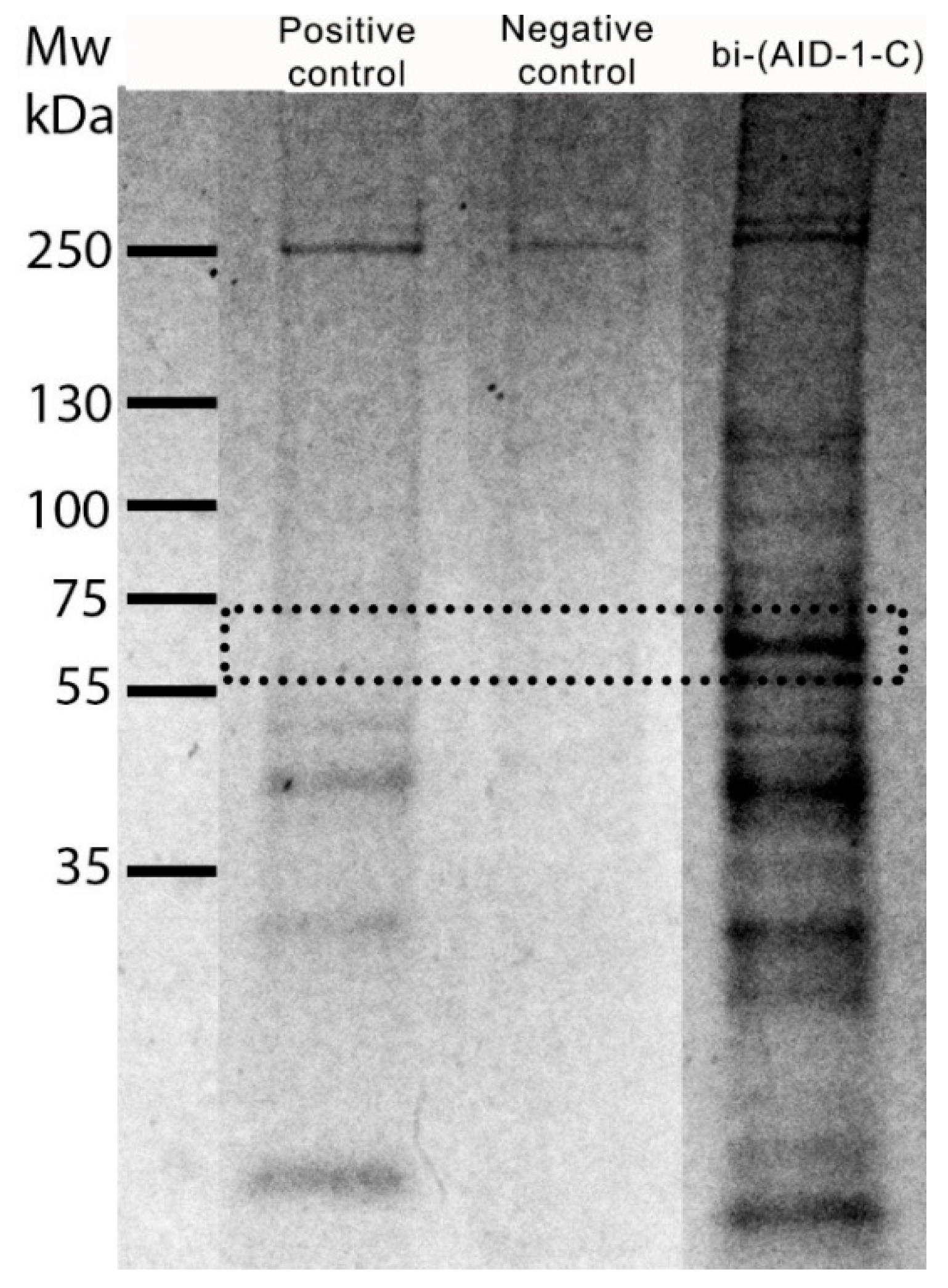 Pharmaceuticals 17 01435 g006 Pharmaceuticals 17 01435 g006