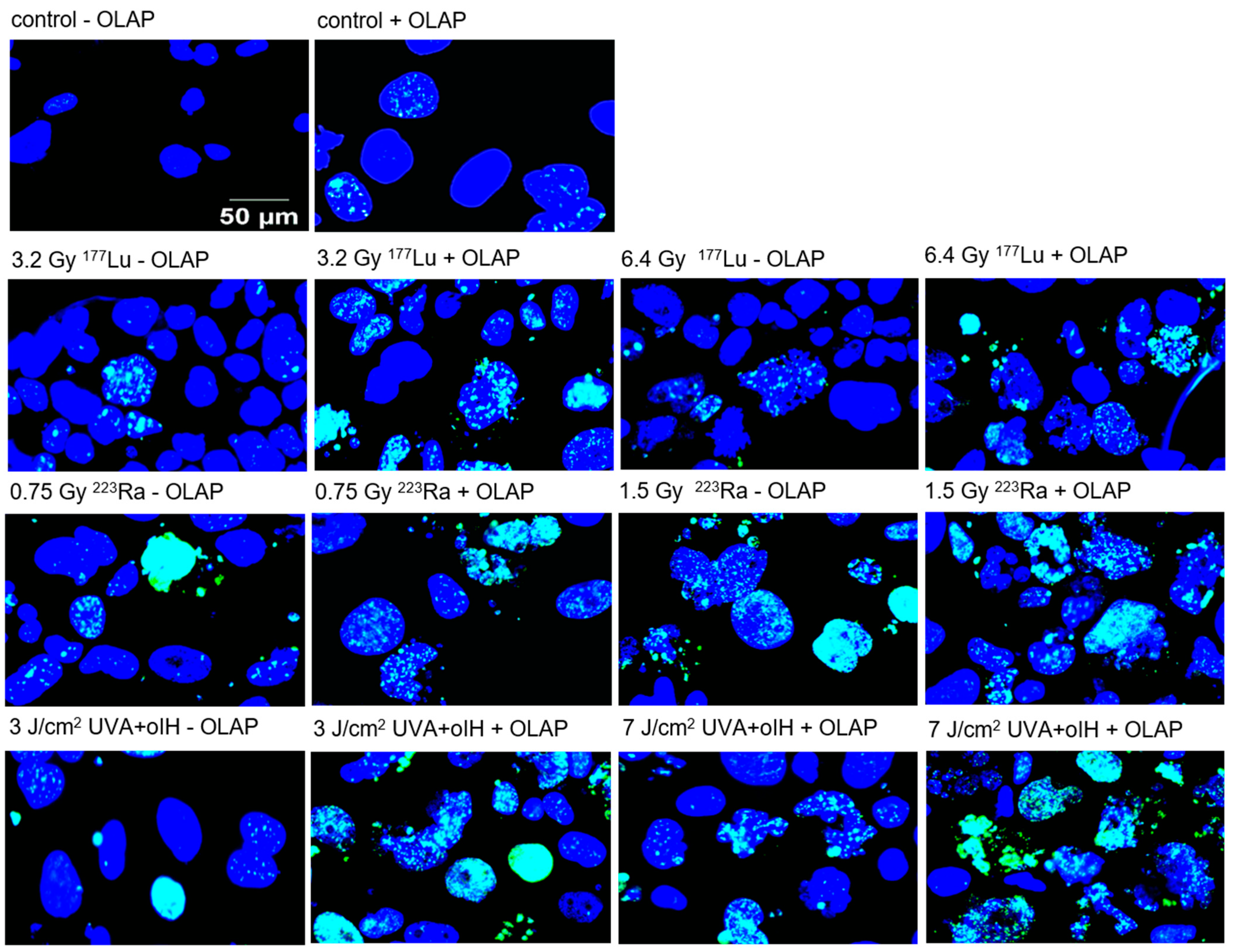 Pharmaceuticals 17 01450 g004