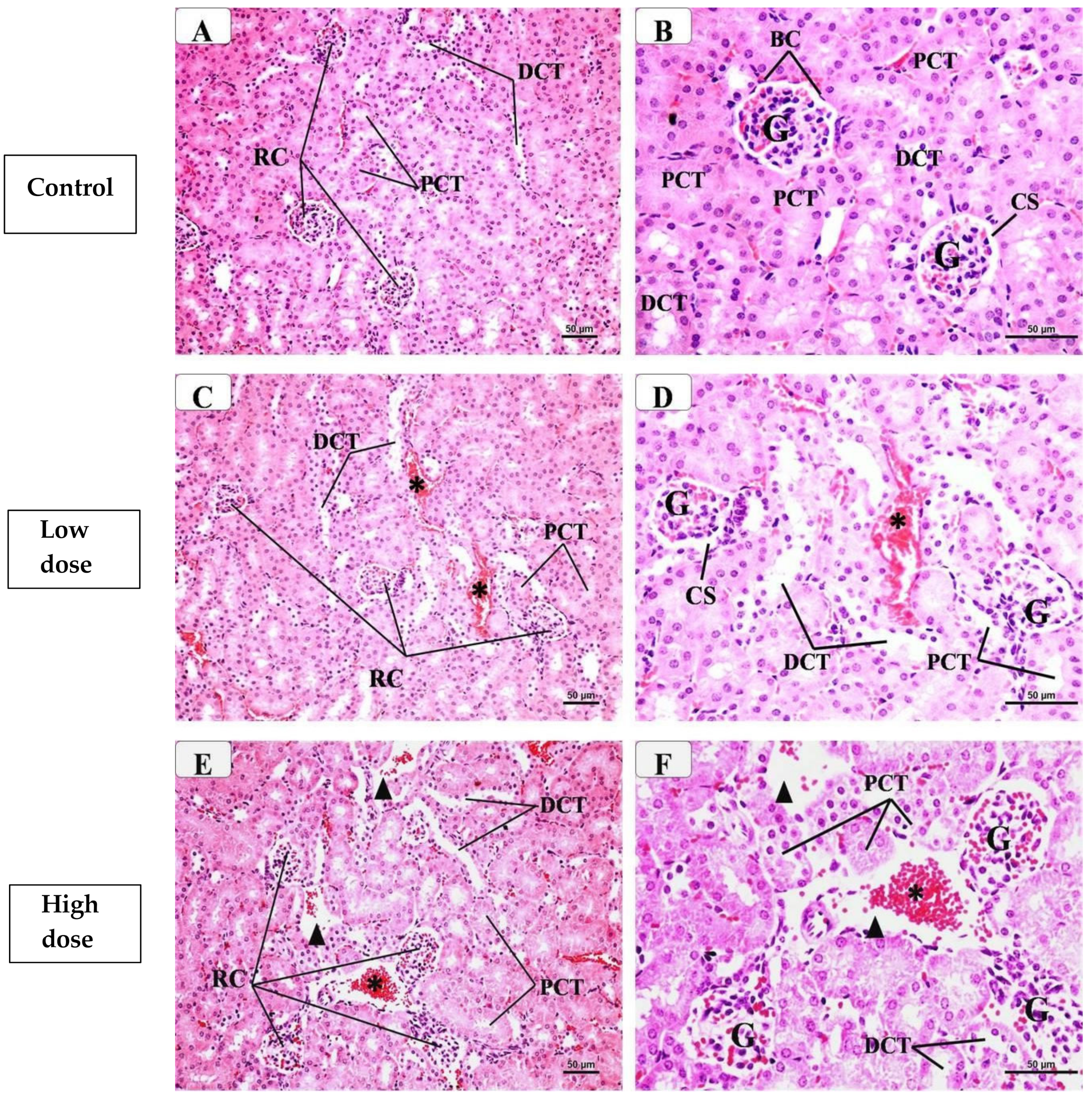 Pharmaceuticals 17 01454 g002a Pharmaceuticals 17 01454 g002a