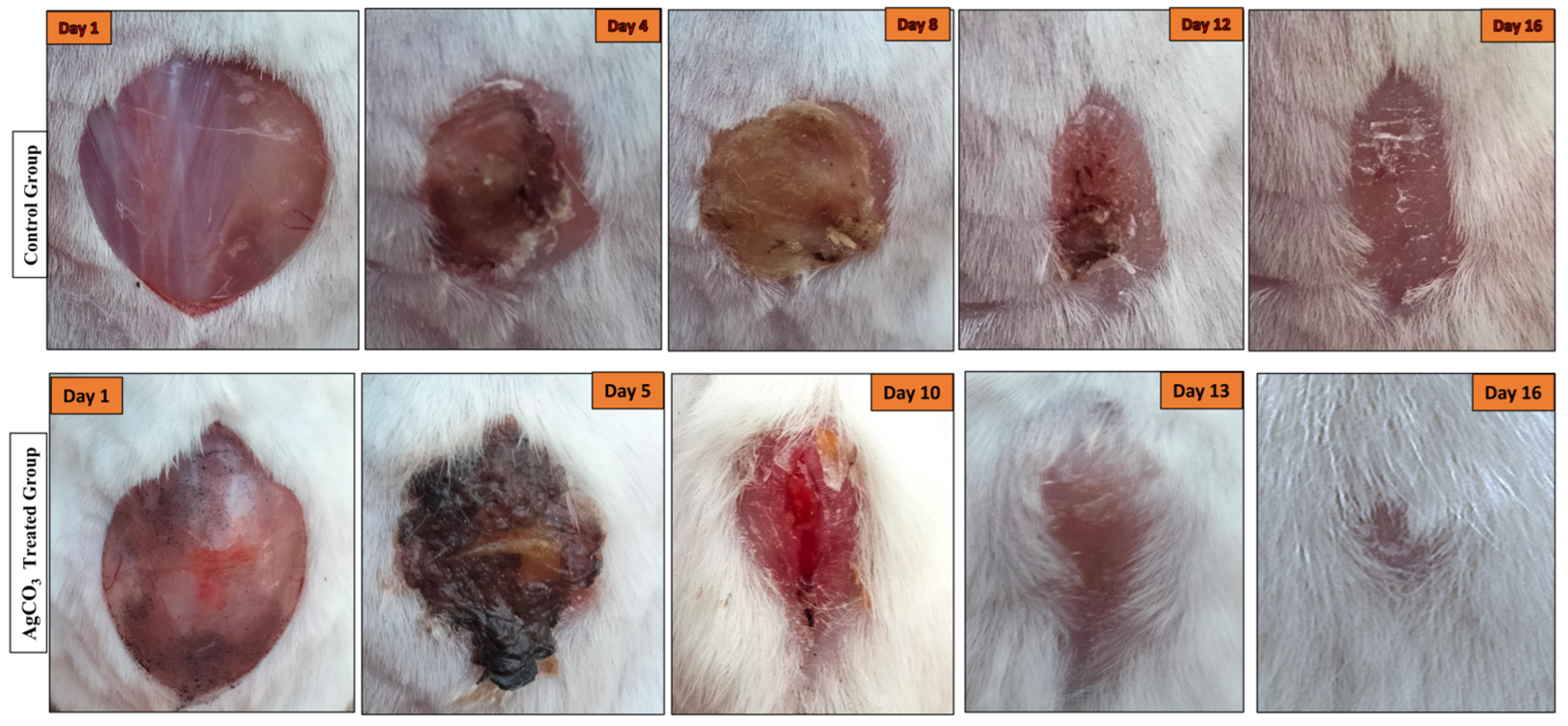 Pharmaceuticals 17 01471 g005