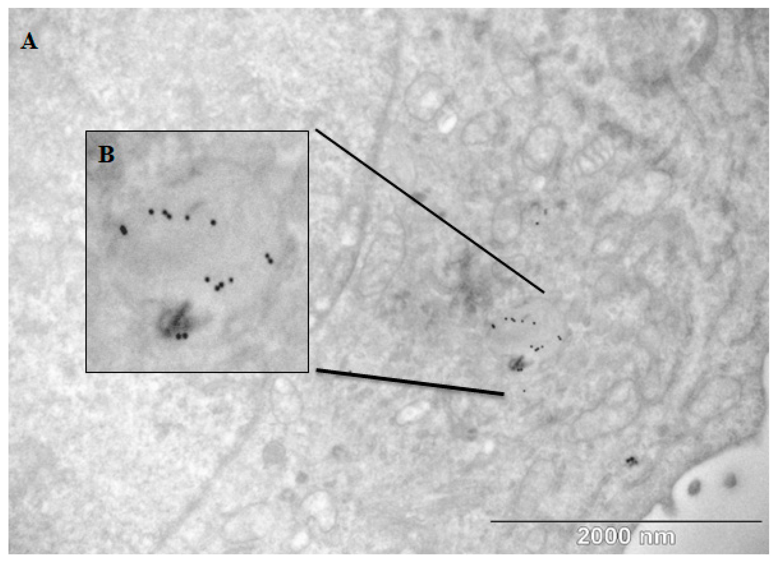 Pharmaceuticals 17 01479 g009