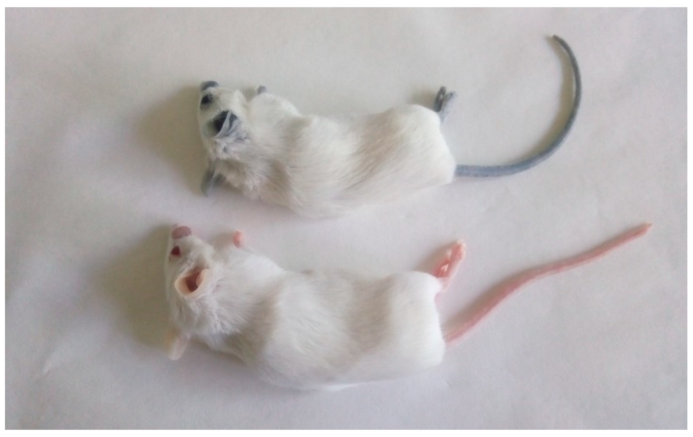 Pharmaceuticals 17 01479 g011