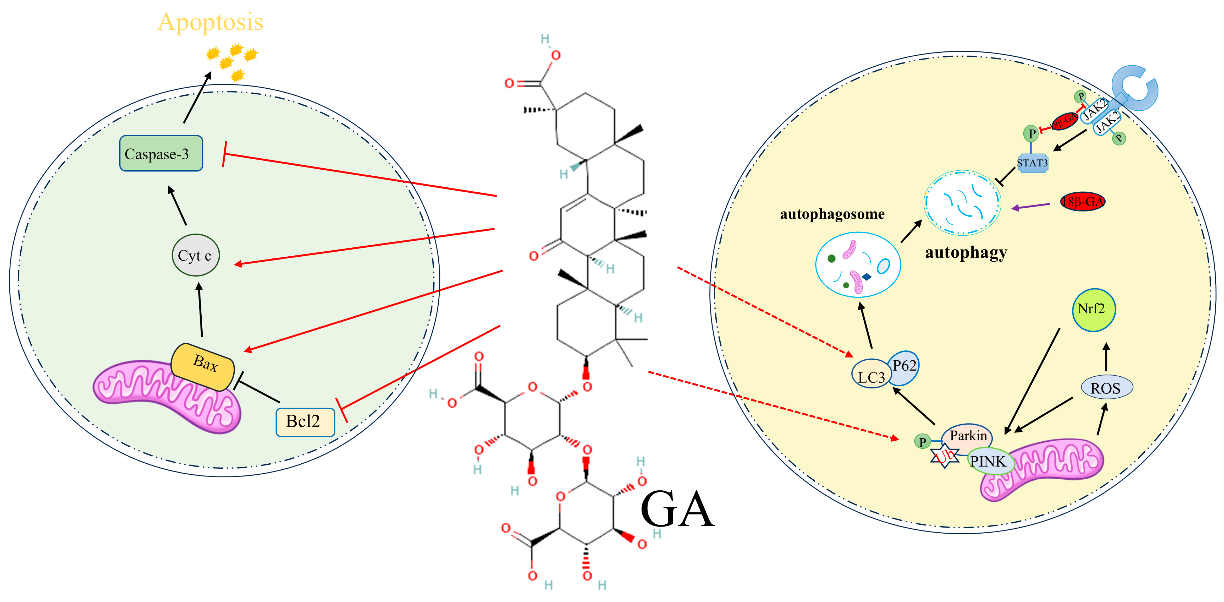 Pharmaceuticals 17 01493 g004 Pharmaceuticals 17 01493 g004