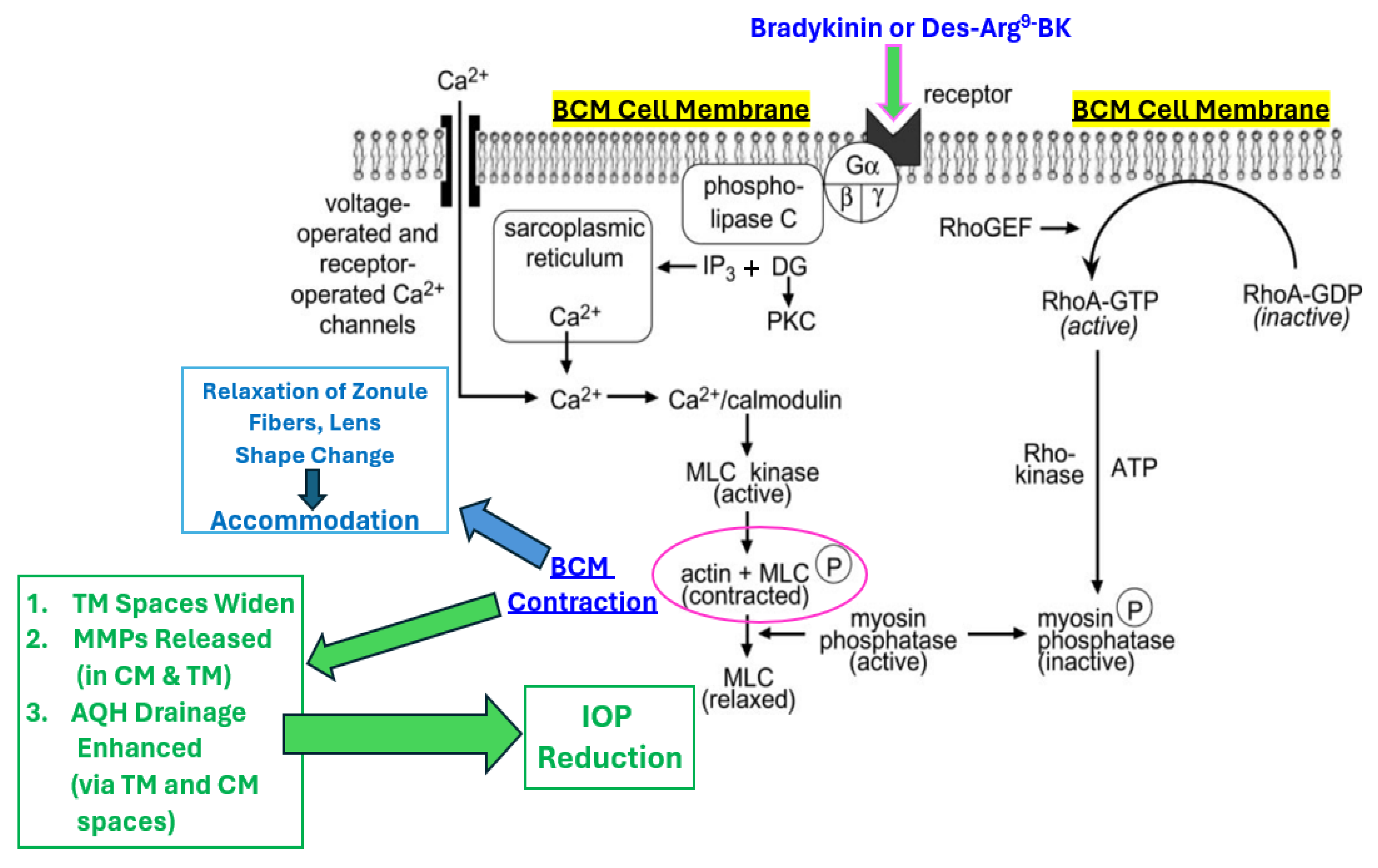 Pharmaceuticals 17 01501 g006