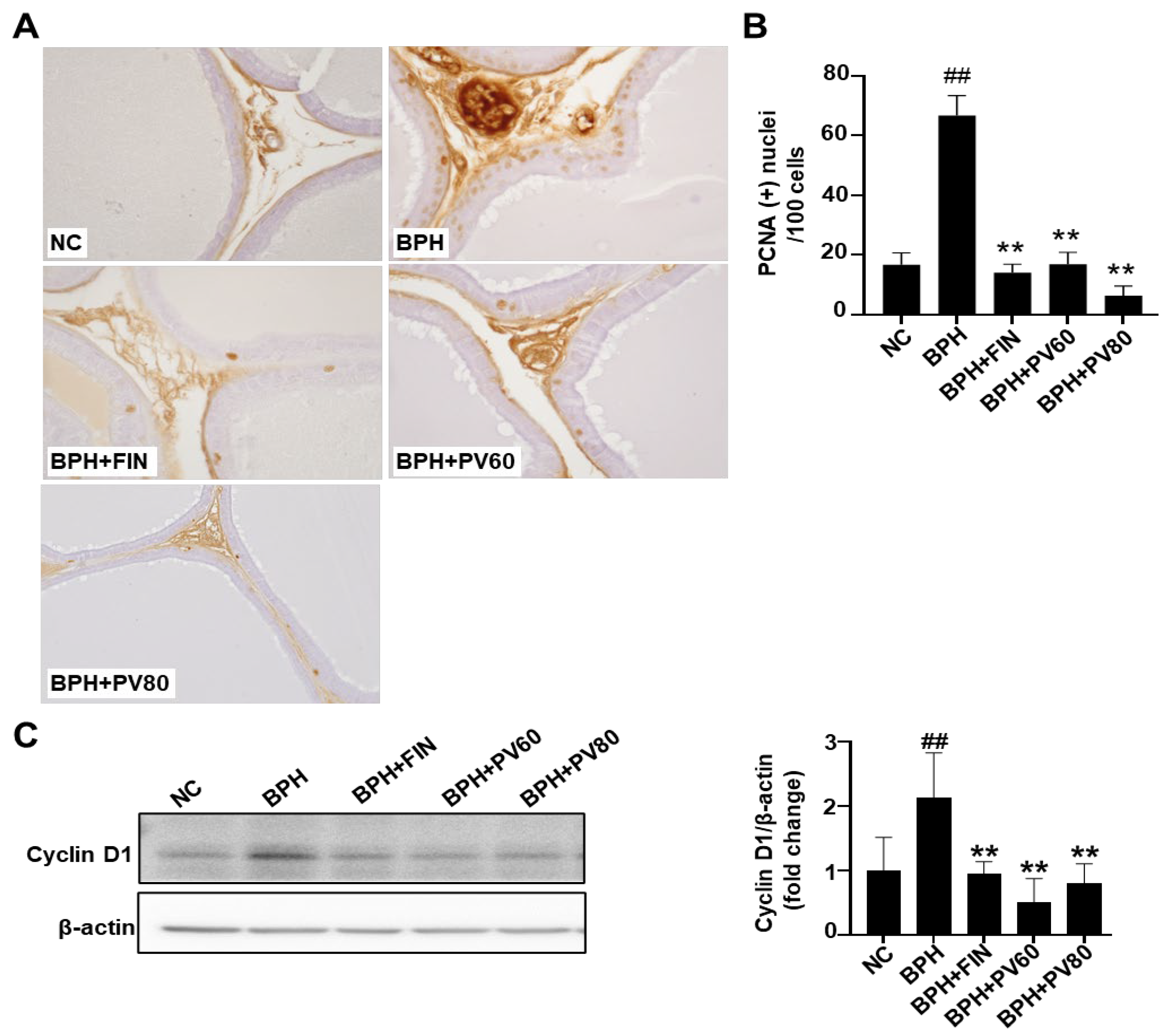 Pharmaceuticals 17 01516 g004