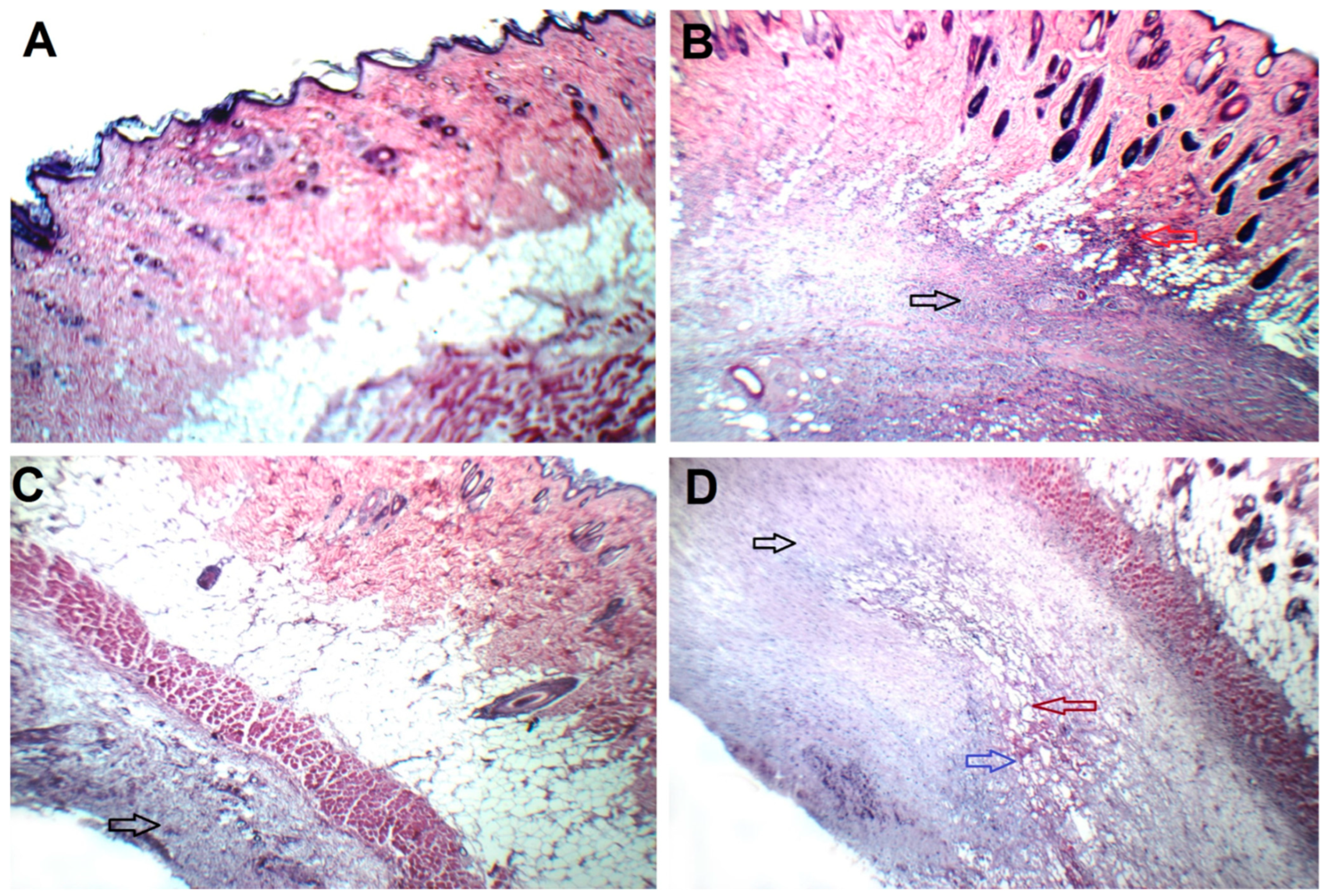 Pharmaceuticals 17 01518 g006