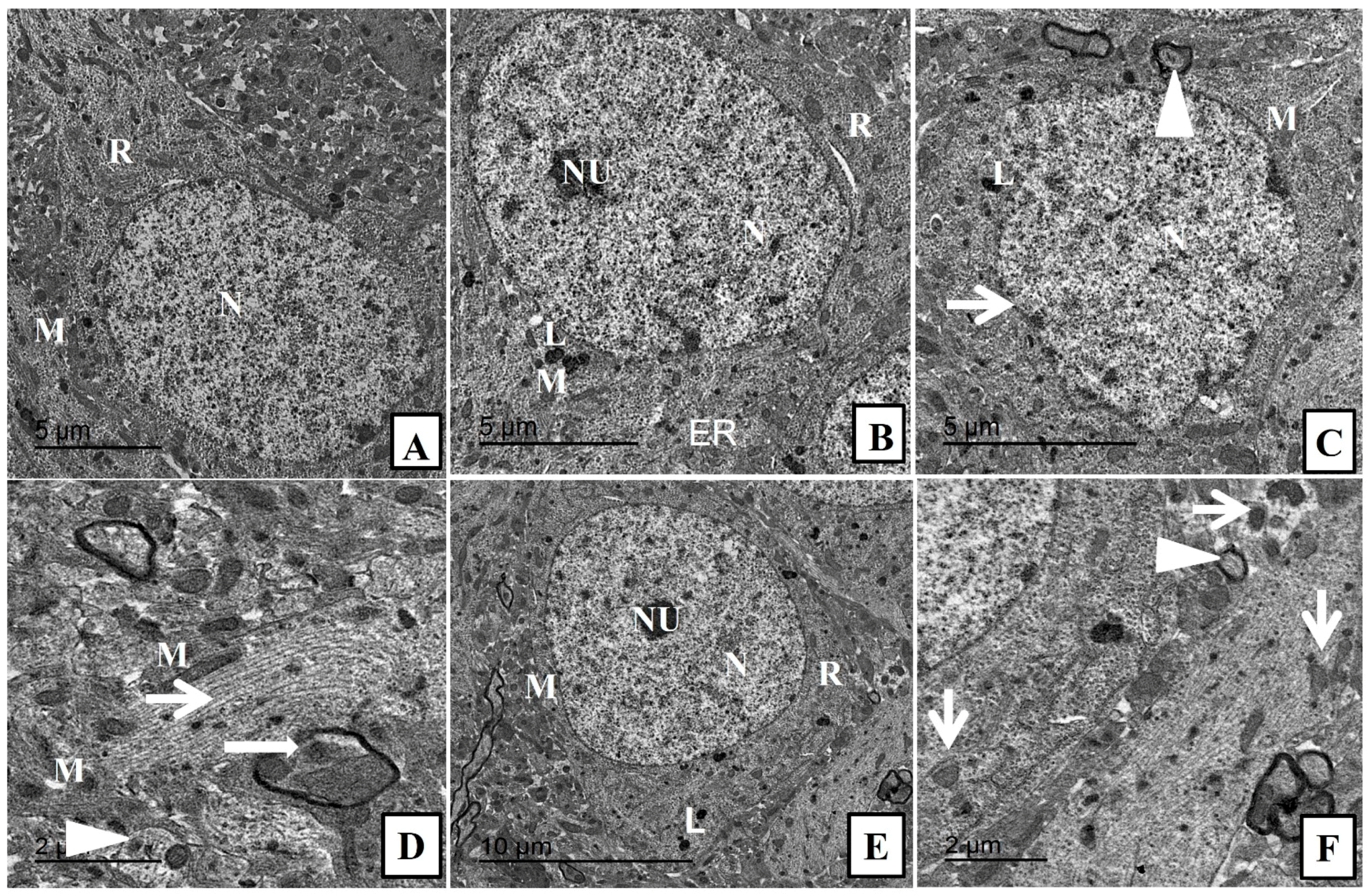 Pharmaceuticals 17 01533 g004