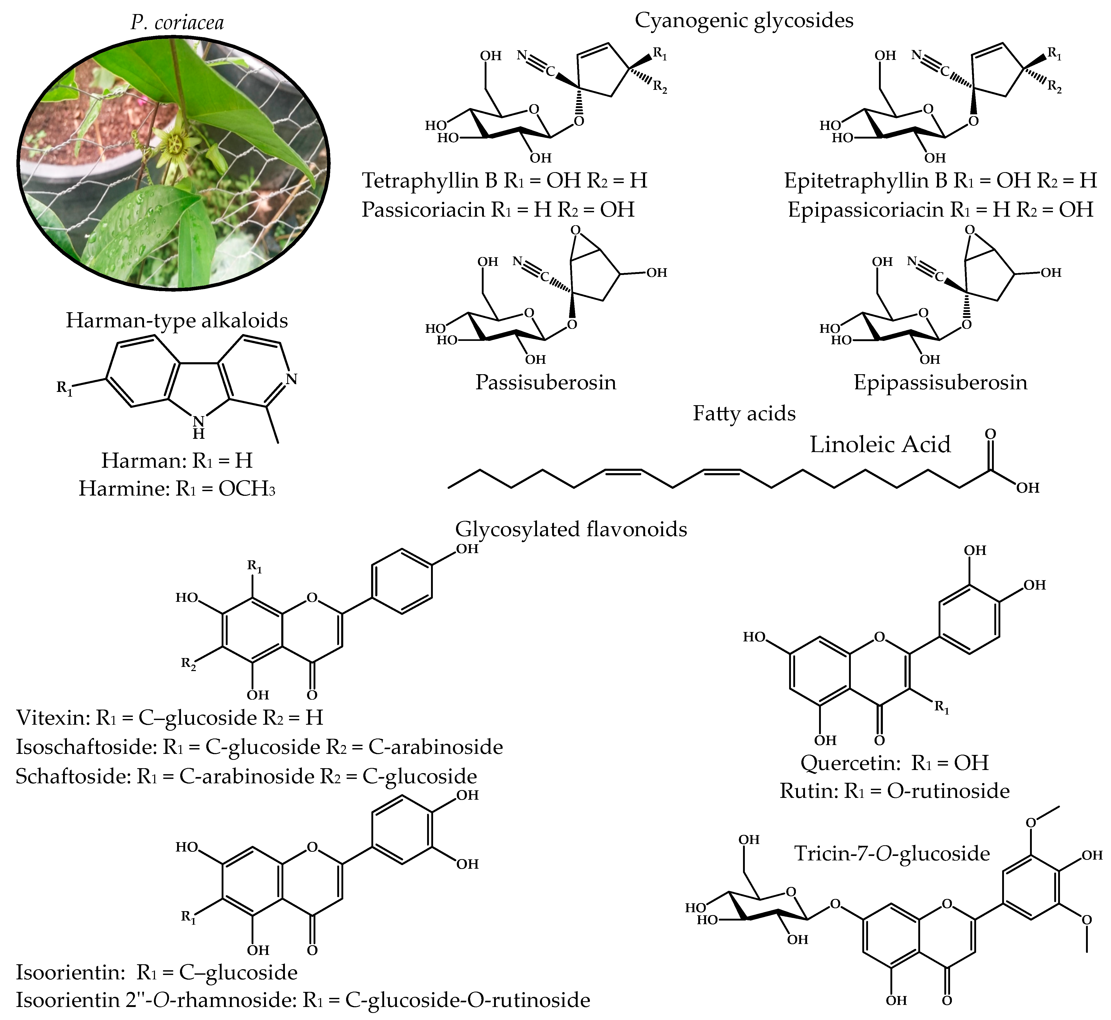 Pharmaceuticals 17 01534 g001