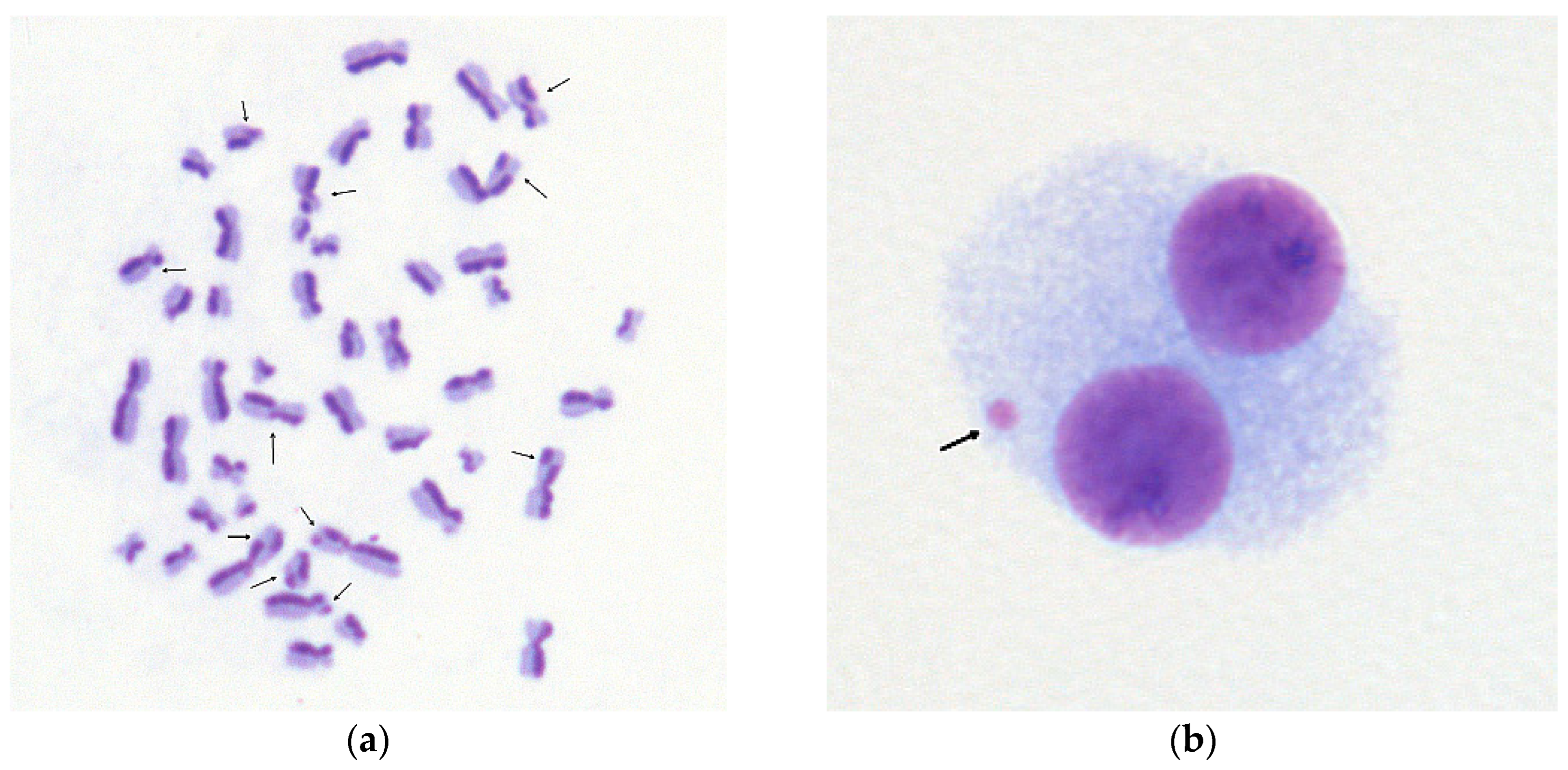 Pharmaceuticals 17 01538 g004